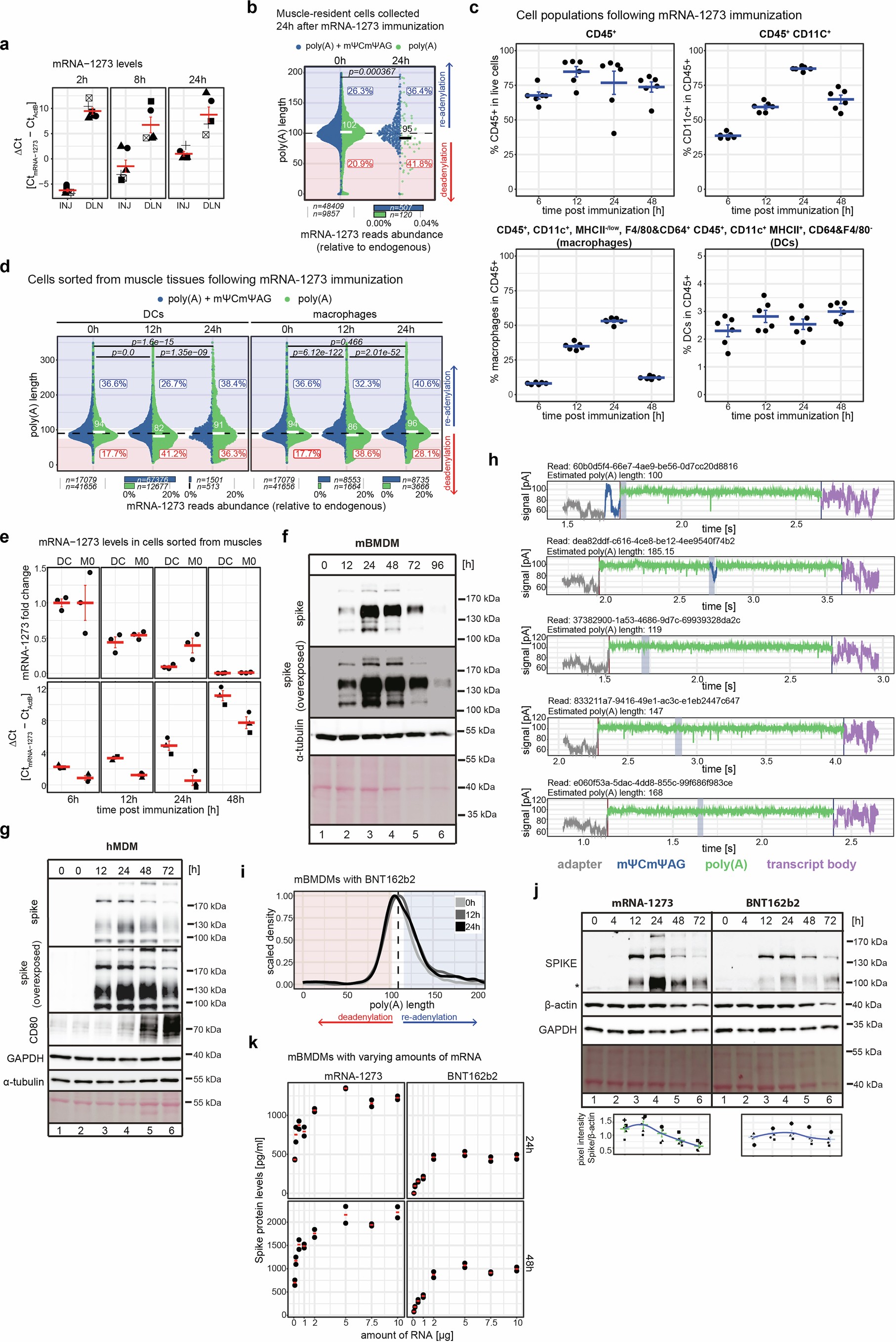 Extended Data Fig. 3: mRNA-1273 poly(A) tail extension in vivo and in macrophages.