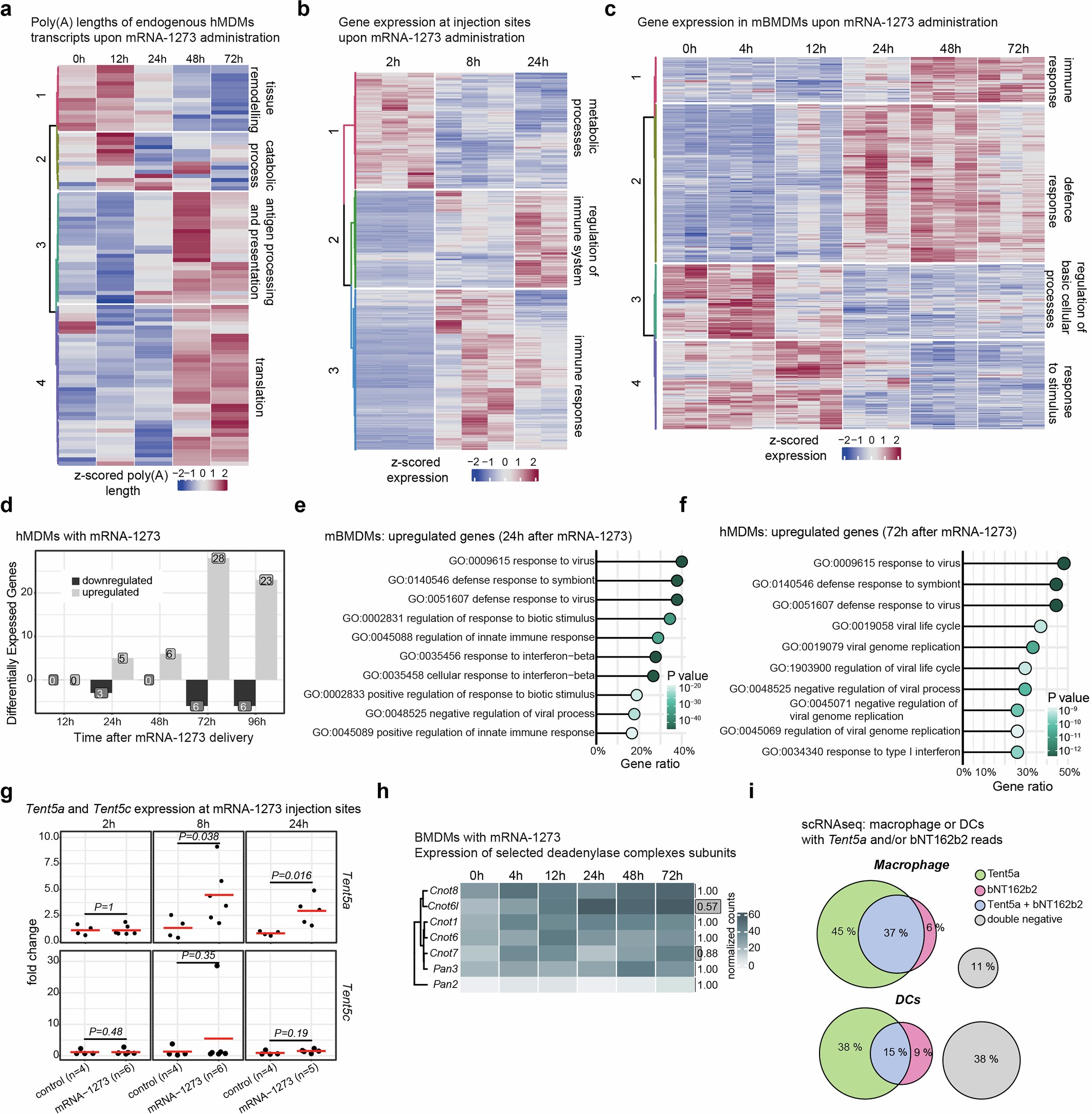 Extended Data Fig. 4: Innate immune response and induction of TENT5A poly(A) polymerase after vaccine administration.