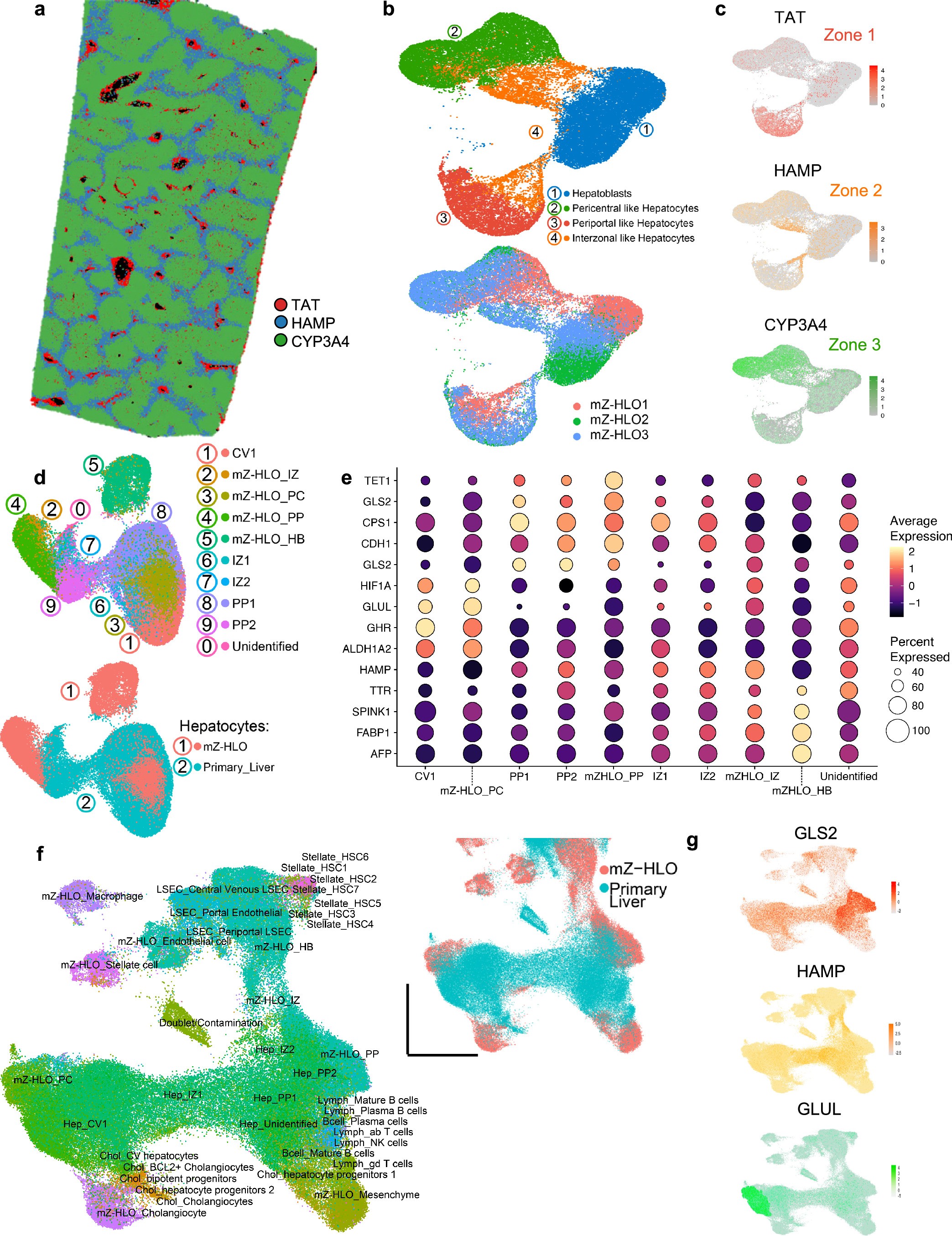 Extended Data Fig. 6: Pseudo-spatial profiling of mZ-HLOs show similarity of zonal expression to primary liver tissue.