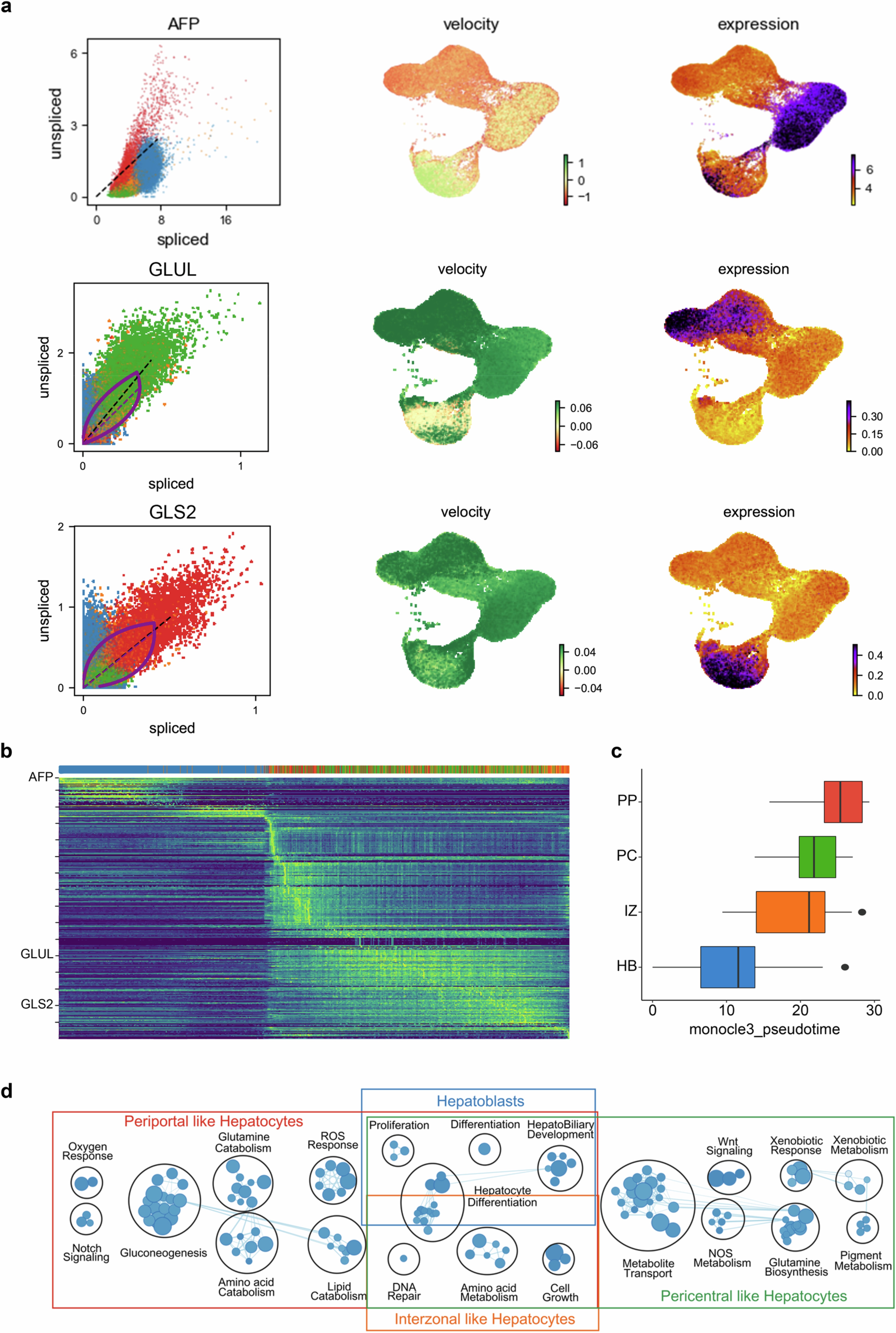 Extended Data Fig. 7: RNA velocity and pseudotime analysis in mZ-HLOs.