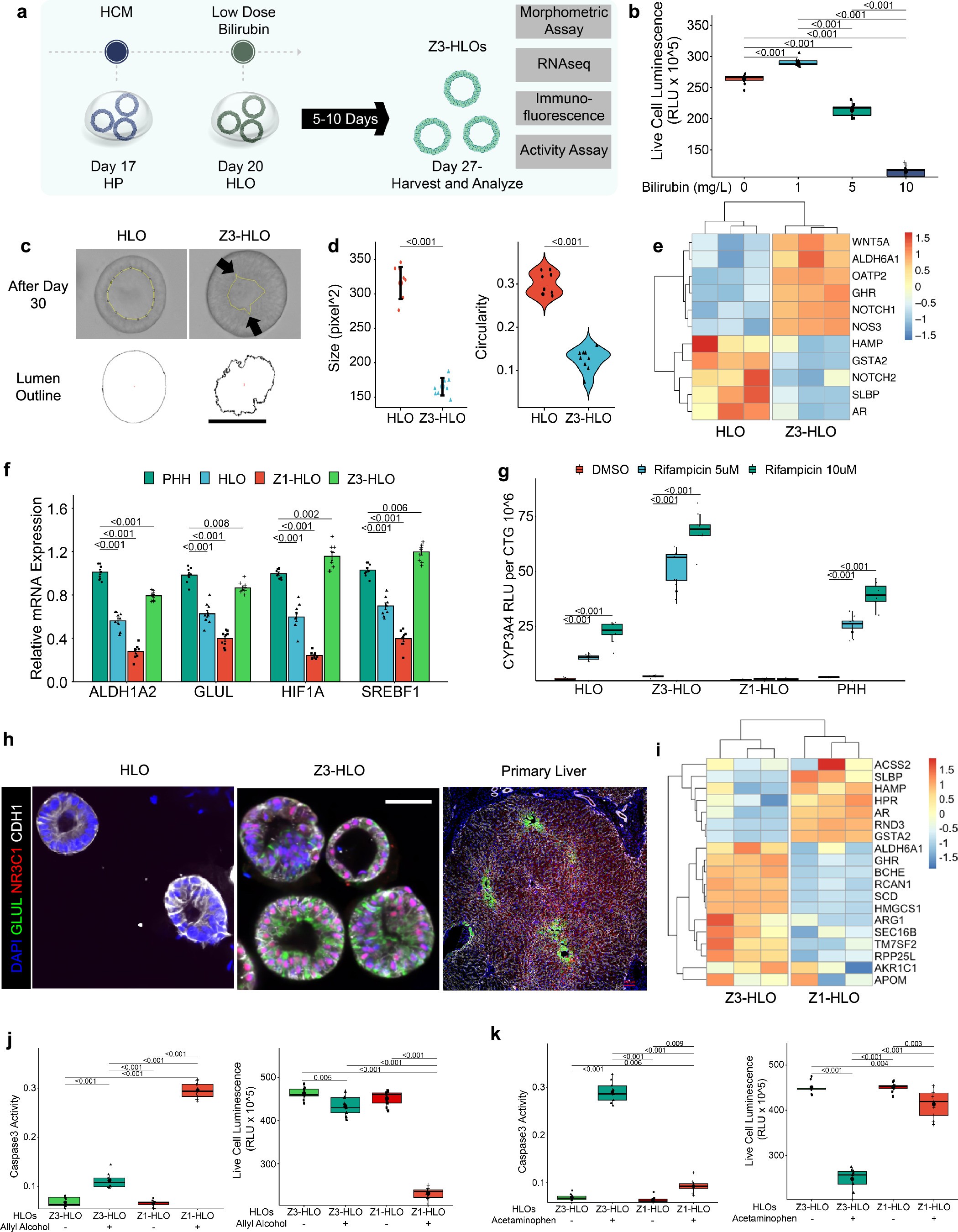Extended Data Fig. 2: Low dose bilirubin promotes GLUL+ hepatocyte specification in HLOs.