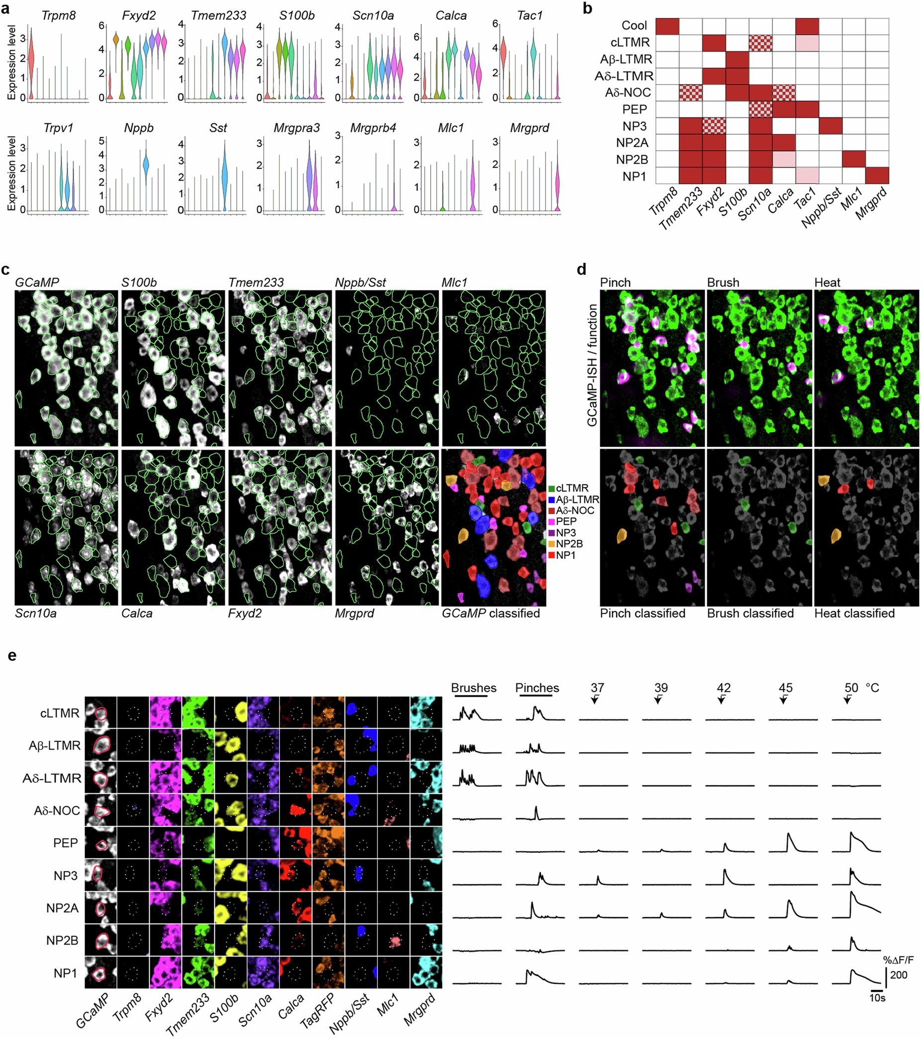 Extended Data Fig. 2: Basis for ISH-based mapping of functional responses to transcriptomic class.