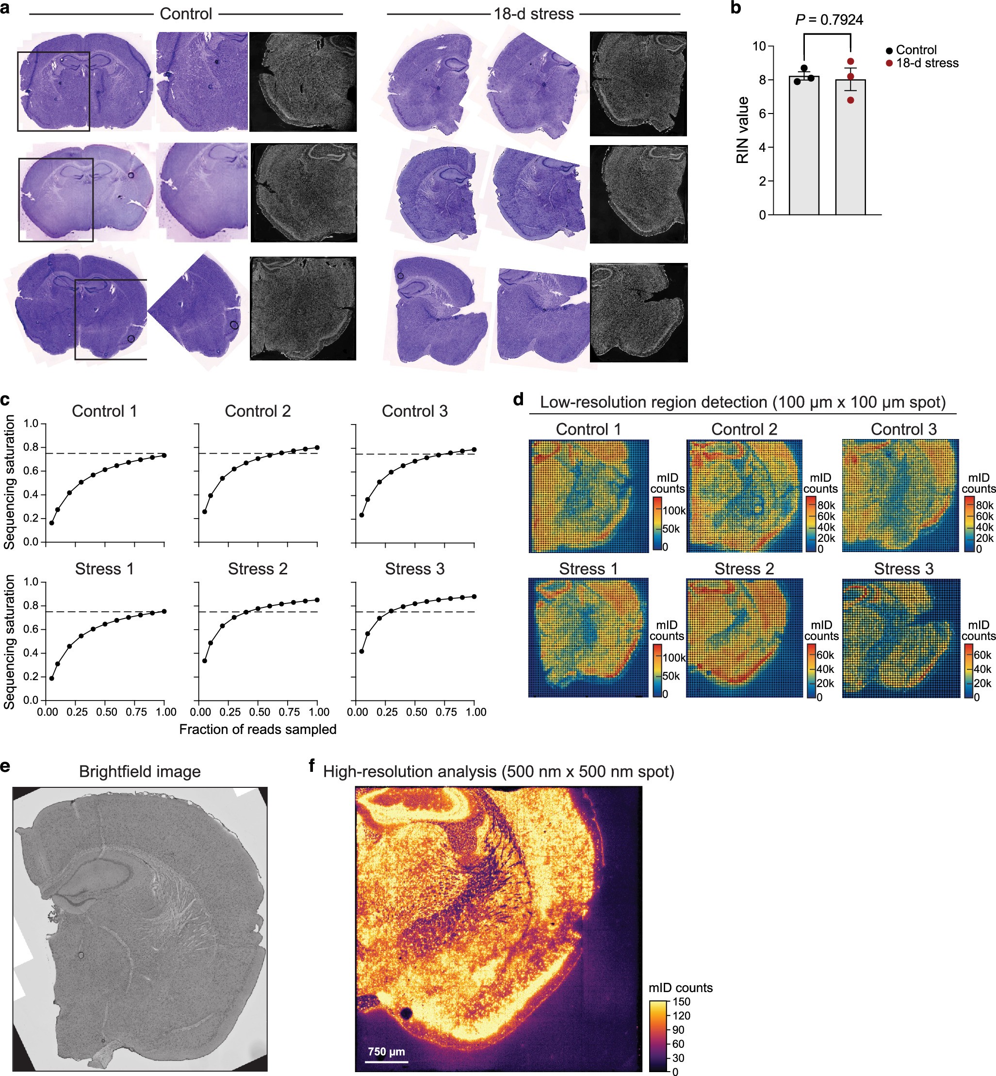Extended Data Fig. 5: Analysis of the chronically stressed brain by Stereo-seq.