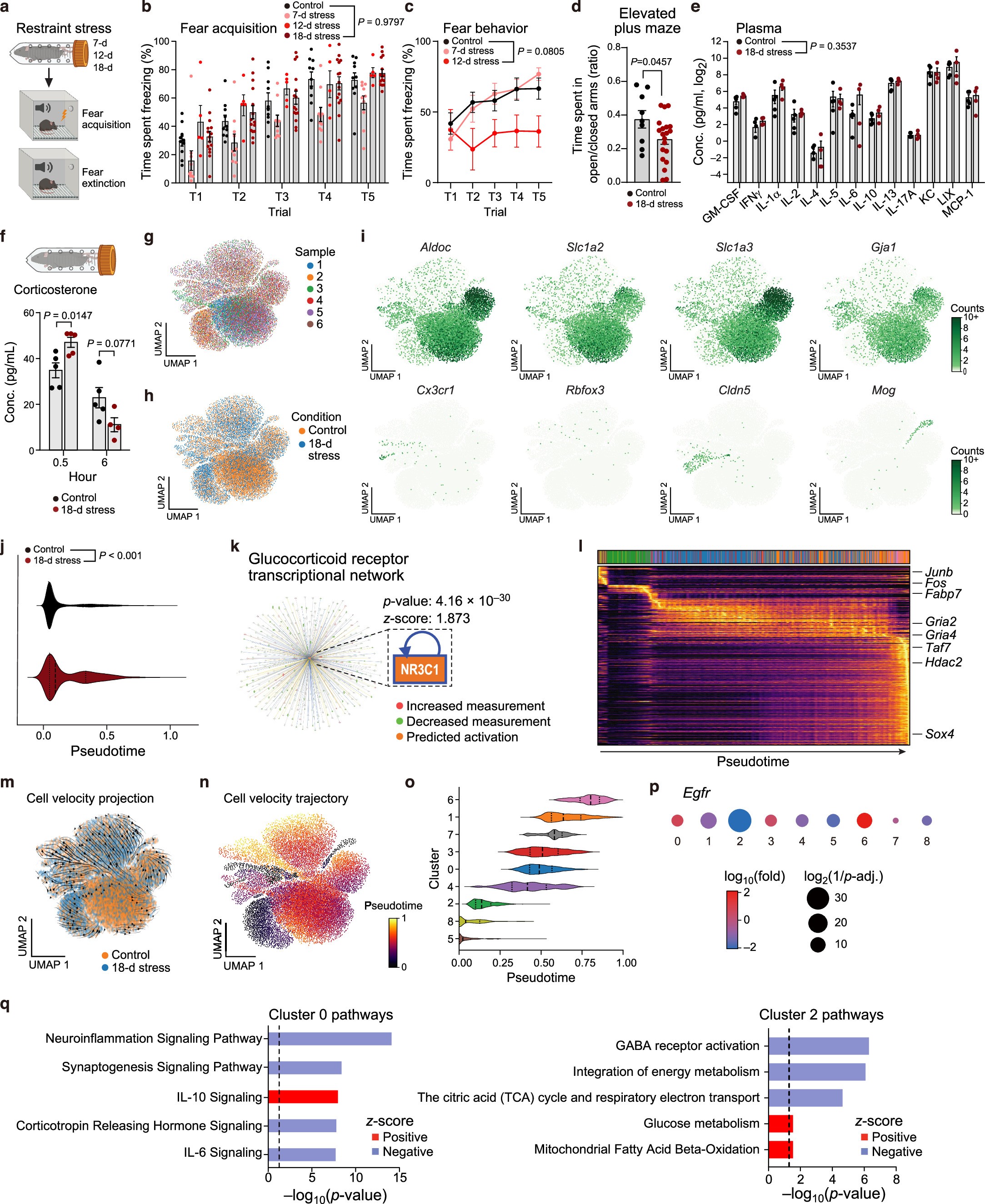 Extended Data Fig. 1: Molecular and behavioral changes after 18-days restraint stress.