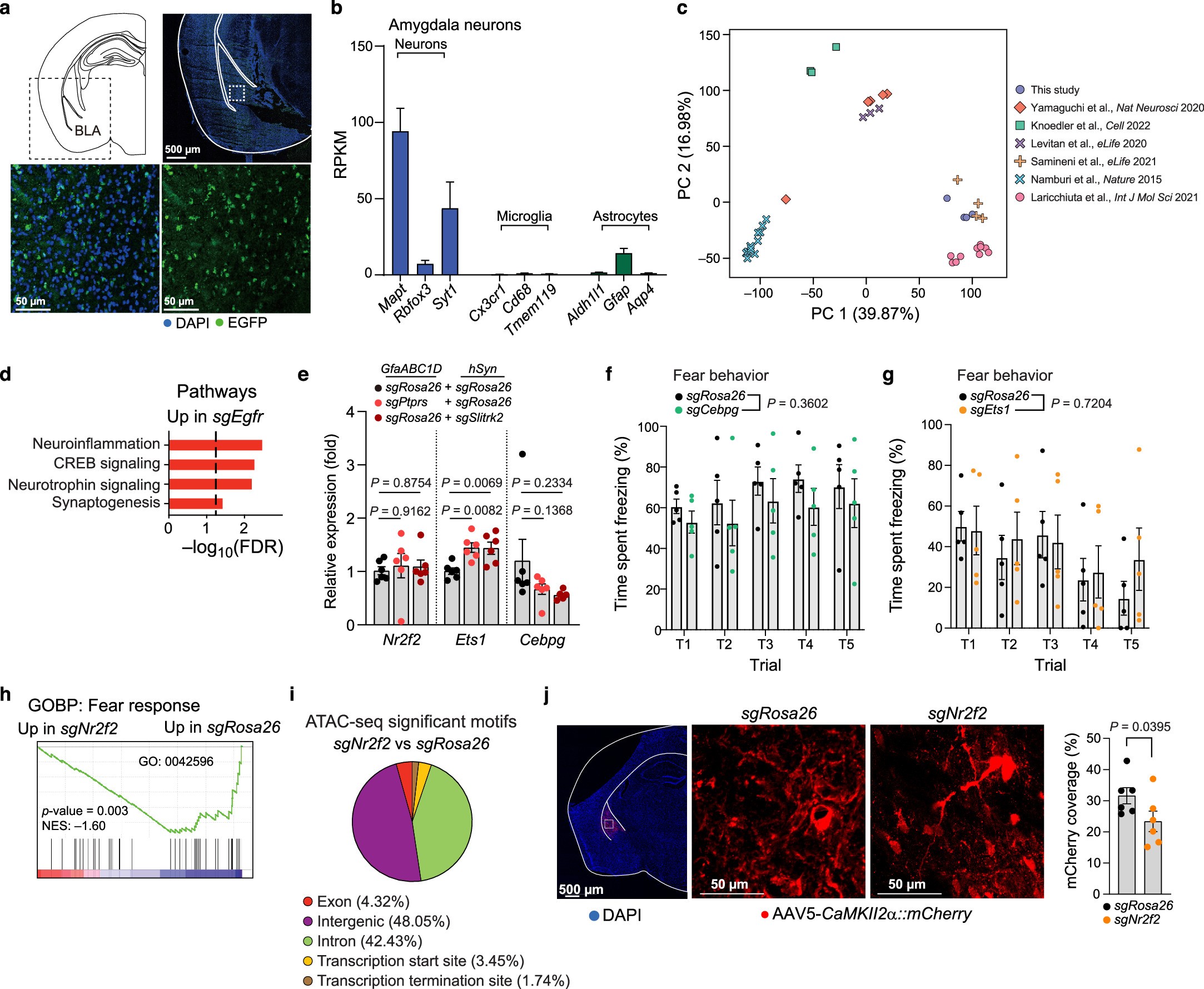 Extended Data Fig. 3: Screening neuron transcription factors involved in fear behavior.