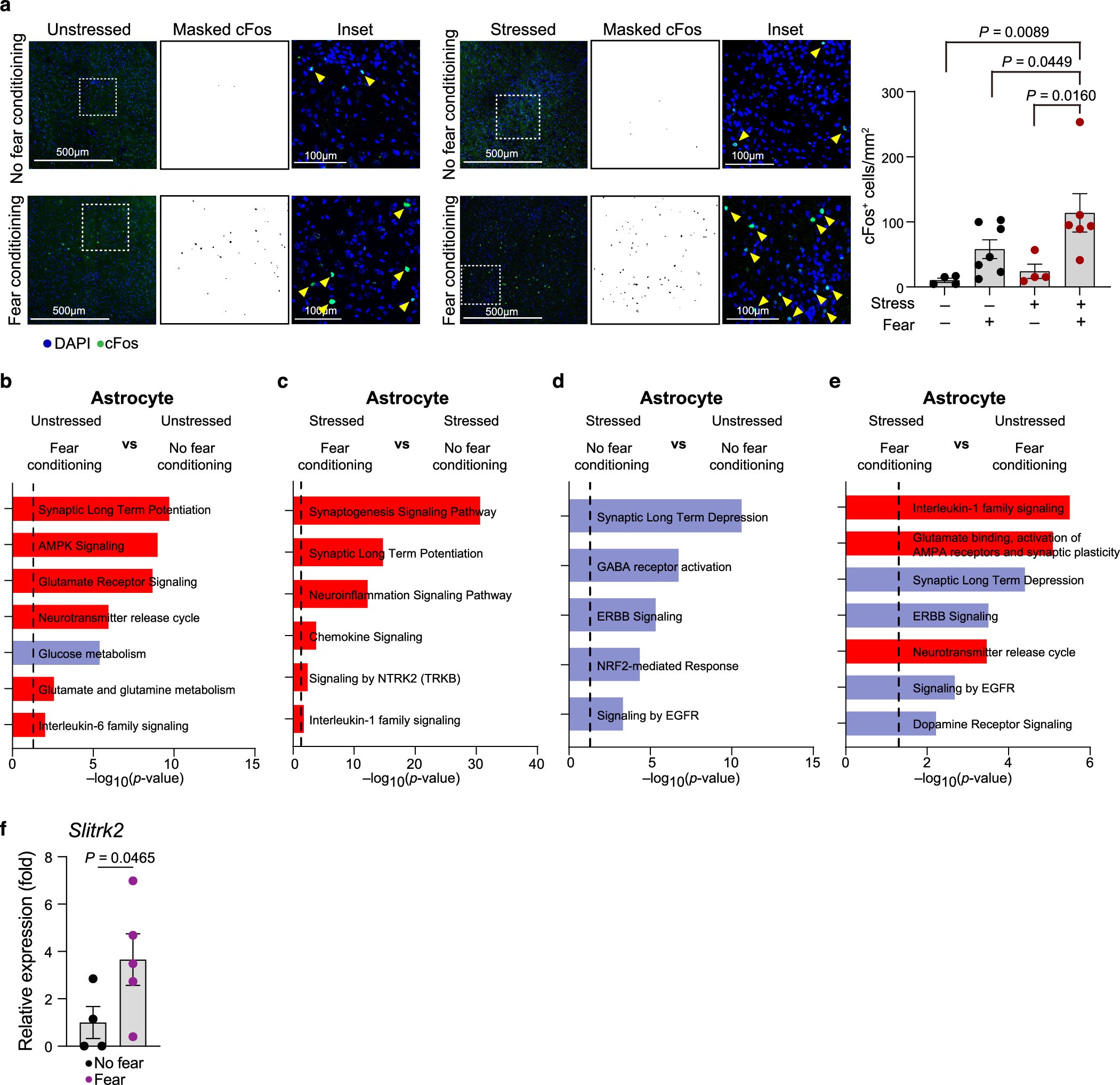 Extended Data Fig. 4: Chronic stress and fear conditioning combinatorially regulate neural activity and astrocyte transcriptional signatures.