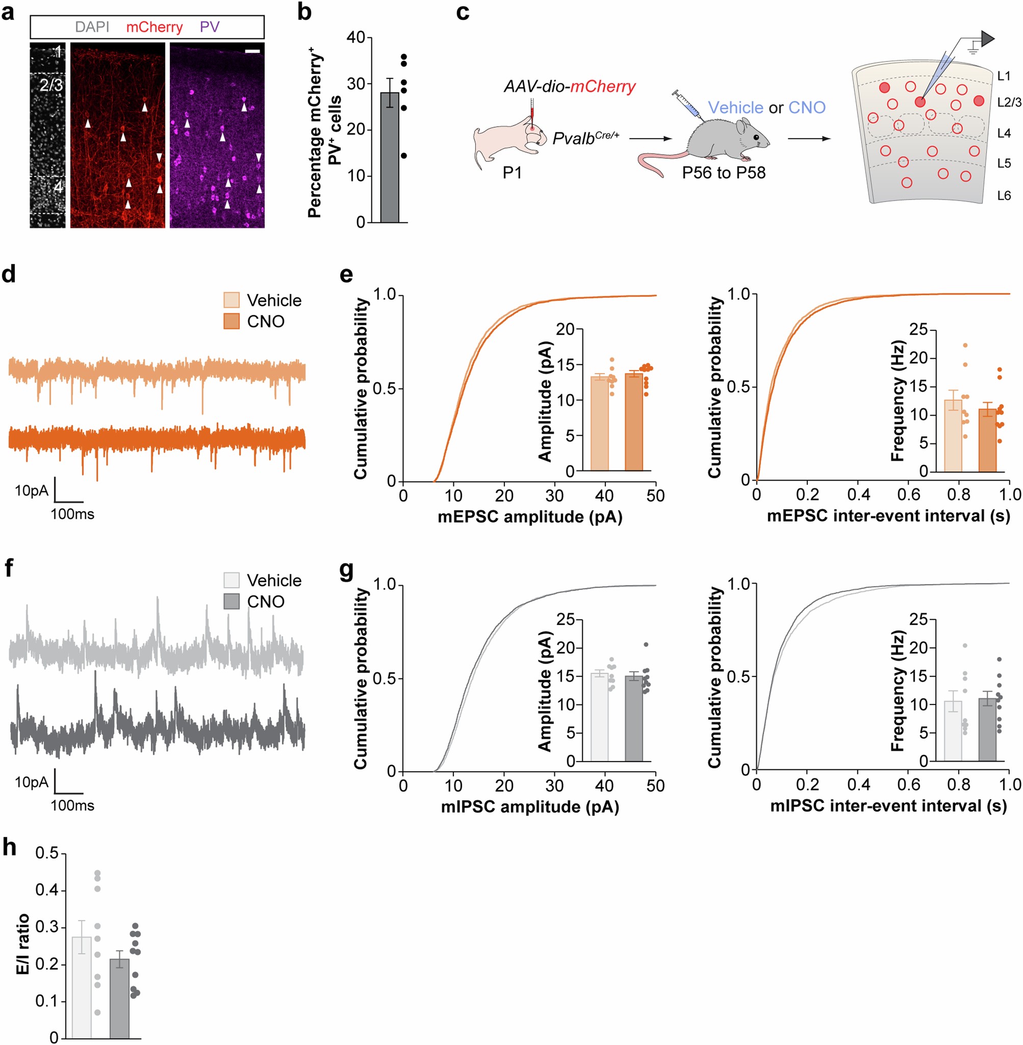 Extended Data Fig. 1: hM3Dq infection density and CNO control.