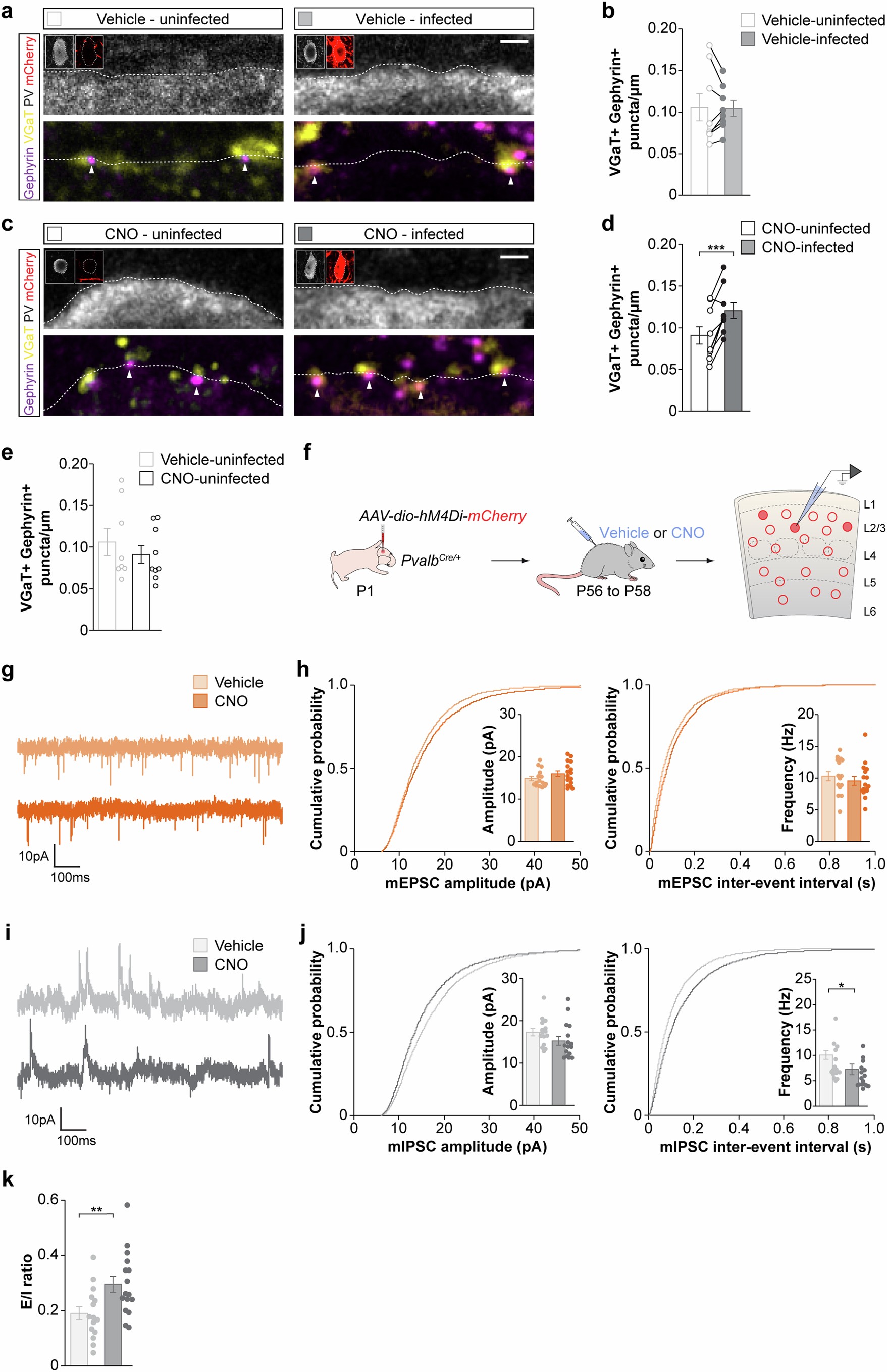 Extended Data Fig. 2: Bidirectional regulation of PV+ interneuron activity has opposite effects on inhibition.