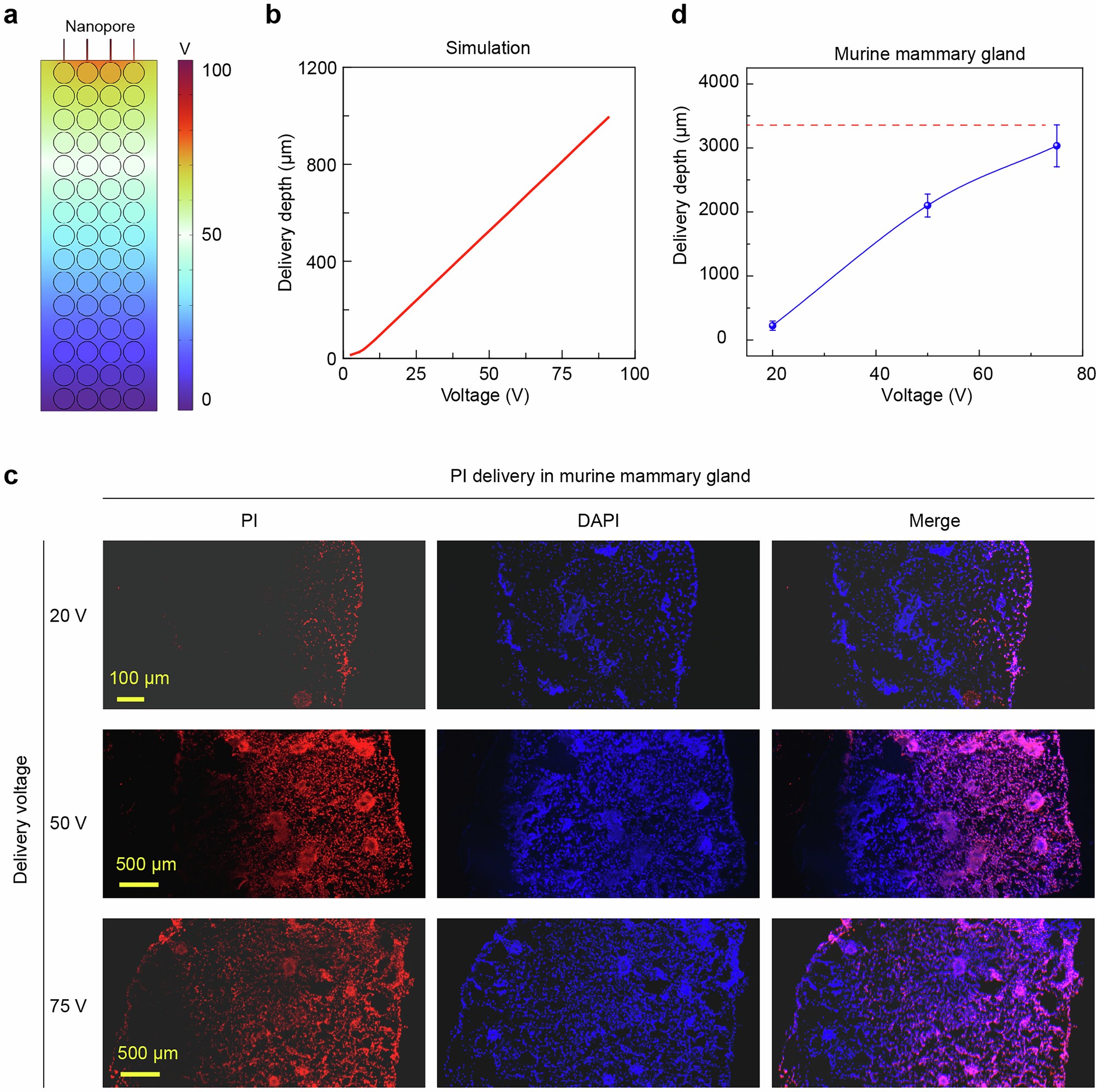 Extended Data Fig. 6: Analysis of the effect of applied voltage on payload penetration depth.