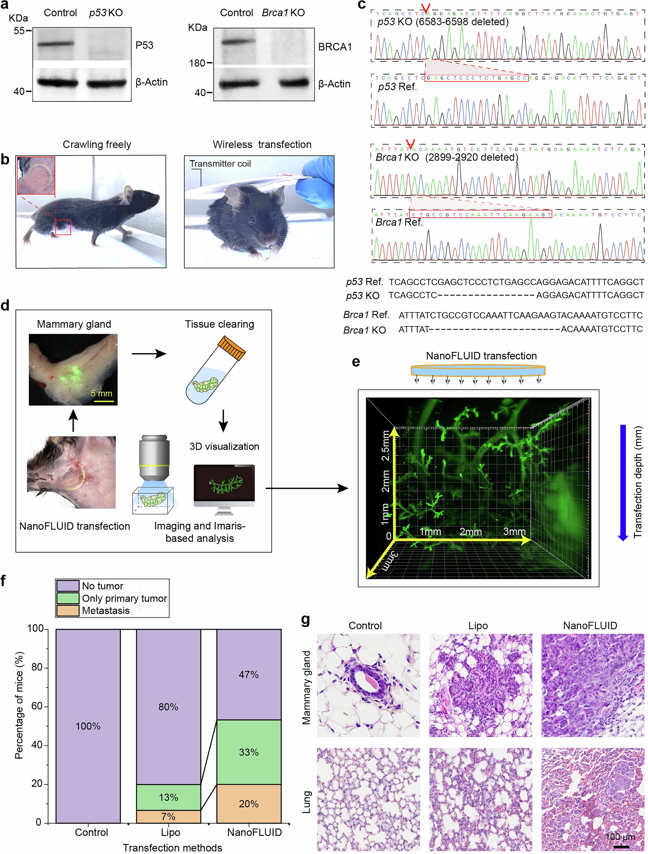Extended Data Fig. 8: Primary tumor construction by p53 and Brca1 knockout using NanoFLUID-mediated transfection.