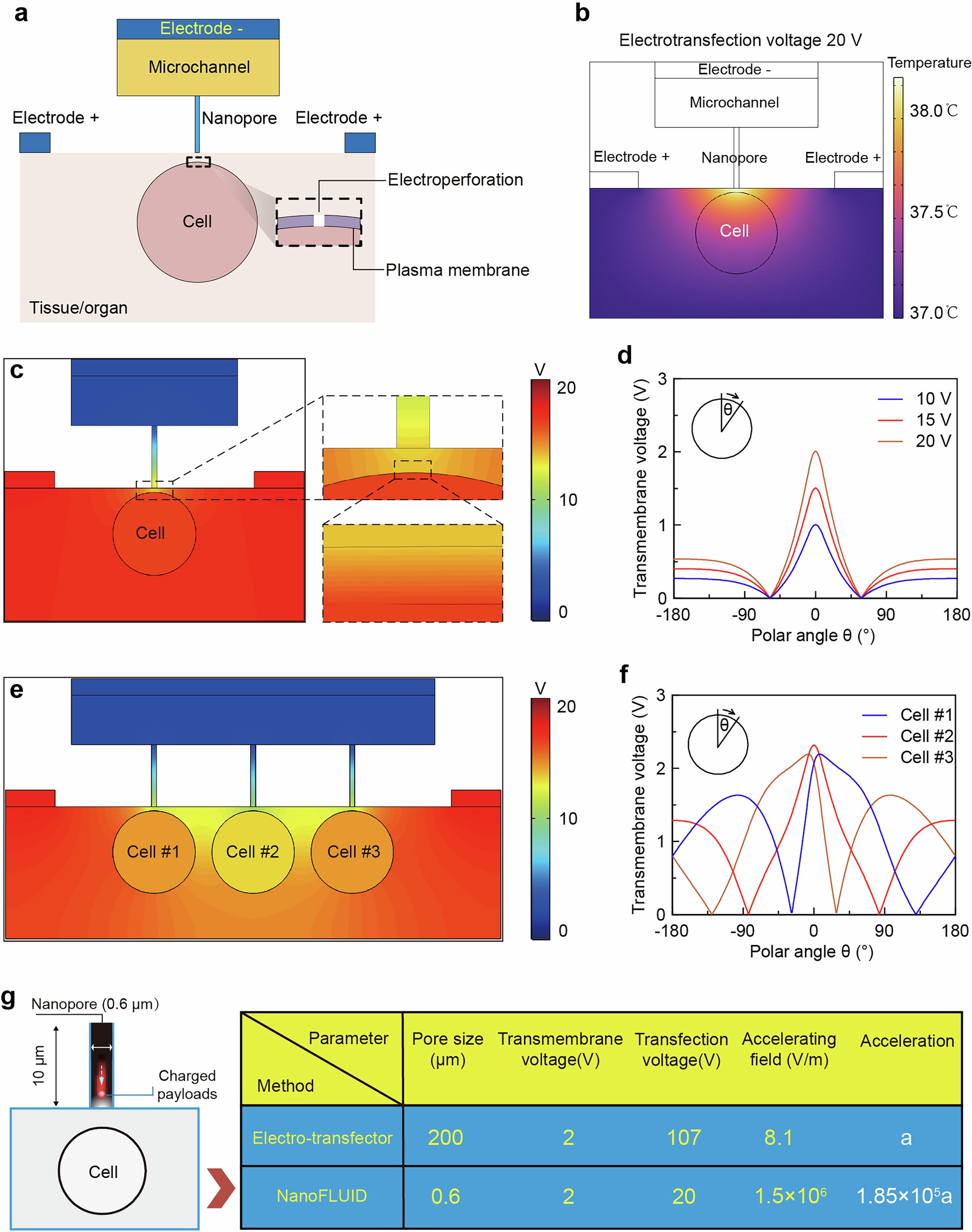 Extended Data Fig. 2: Simulation analysis of the voltage distribution at the tissue-device interface and the electrophoretic acceleration of charged payloads.
