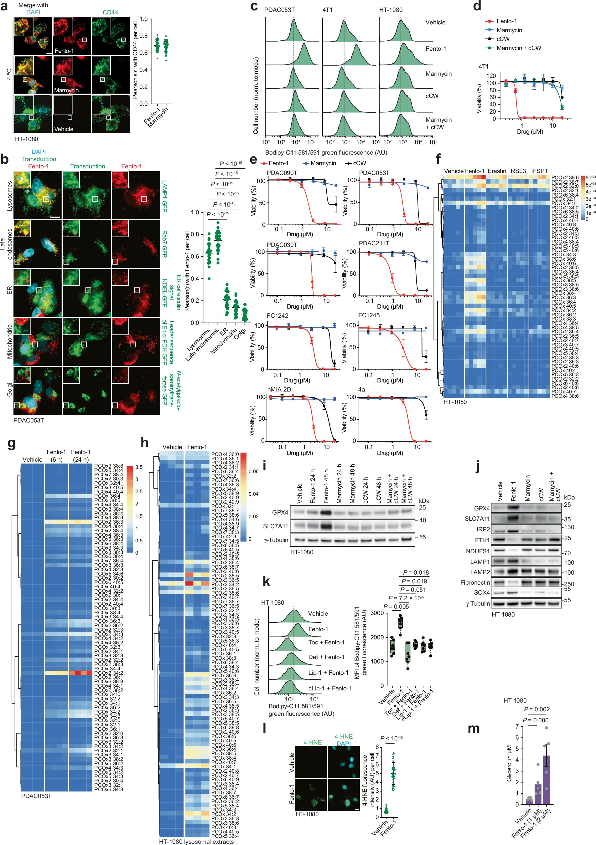 Extended Data Fig. 5: Fento-1 induces the oxidation of phospholipids and cell death by activating lysosomal iron (Part 1).