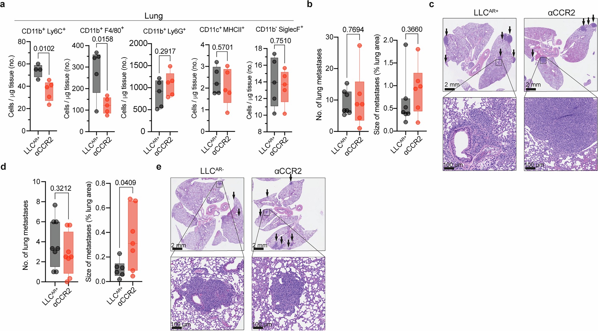 Extended Data Fig. 9: Anti-CCR2 antibody-mediated depletion of MNPs determines in vivo lung metastasis phenotype.