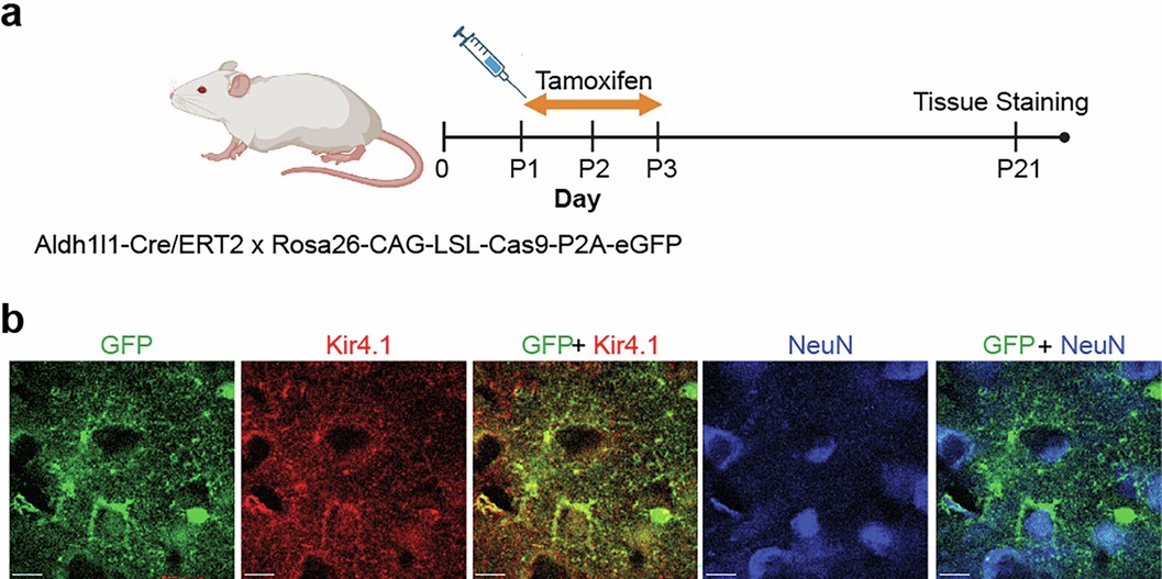 Extended Data Fig. 5