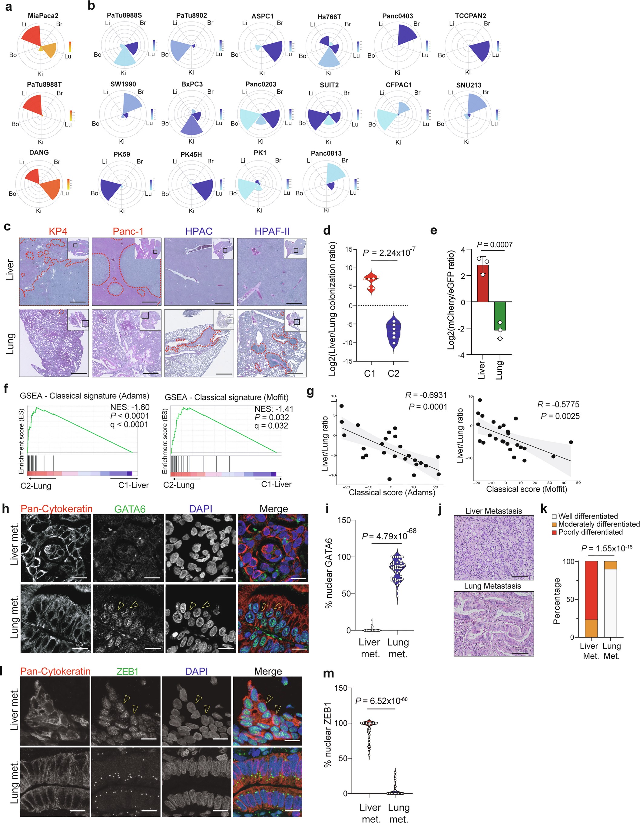 Extended Data Fig. 1: Liver- and Lung-avid cell lines exhibit distinct features.