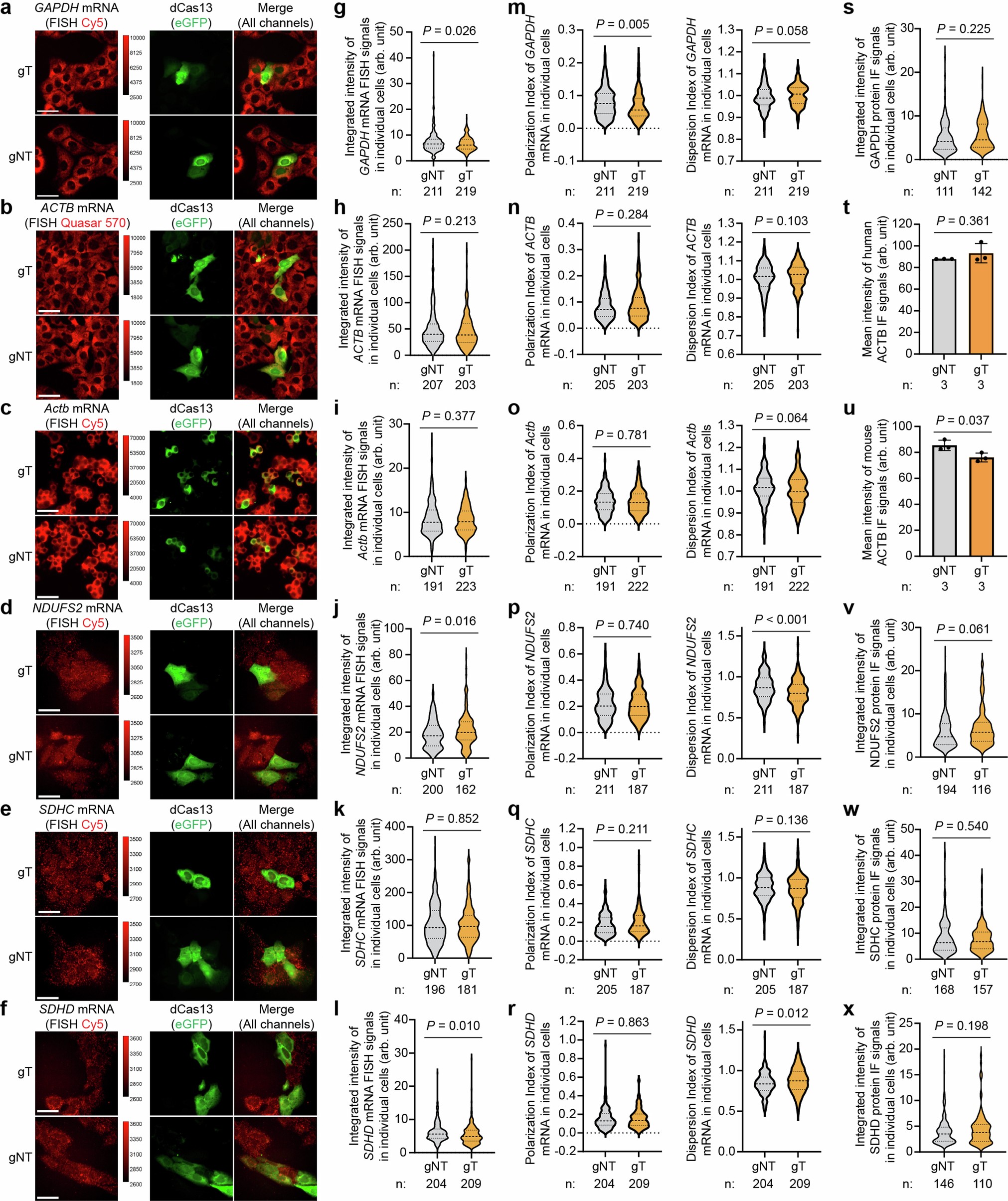 Extended Data Fig. 4: Analysis of the influence of dCas13 binding on RNA stability, distribution, and translation, related to Fig. 1j.