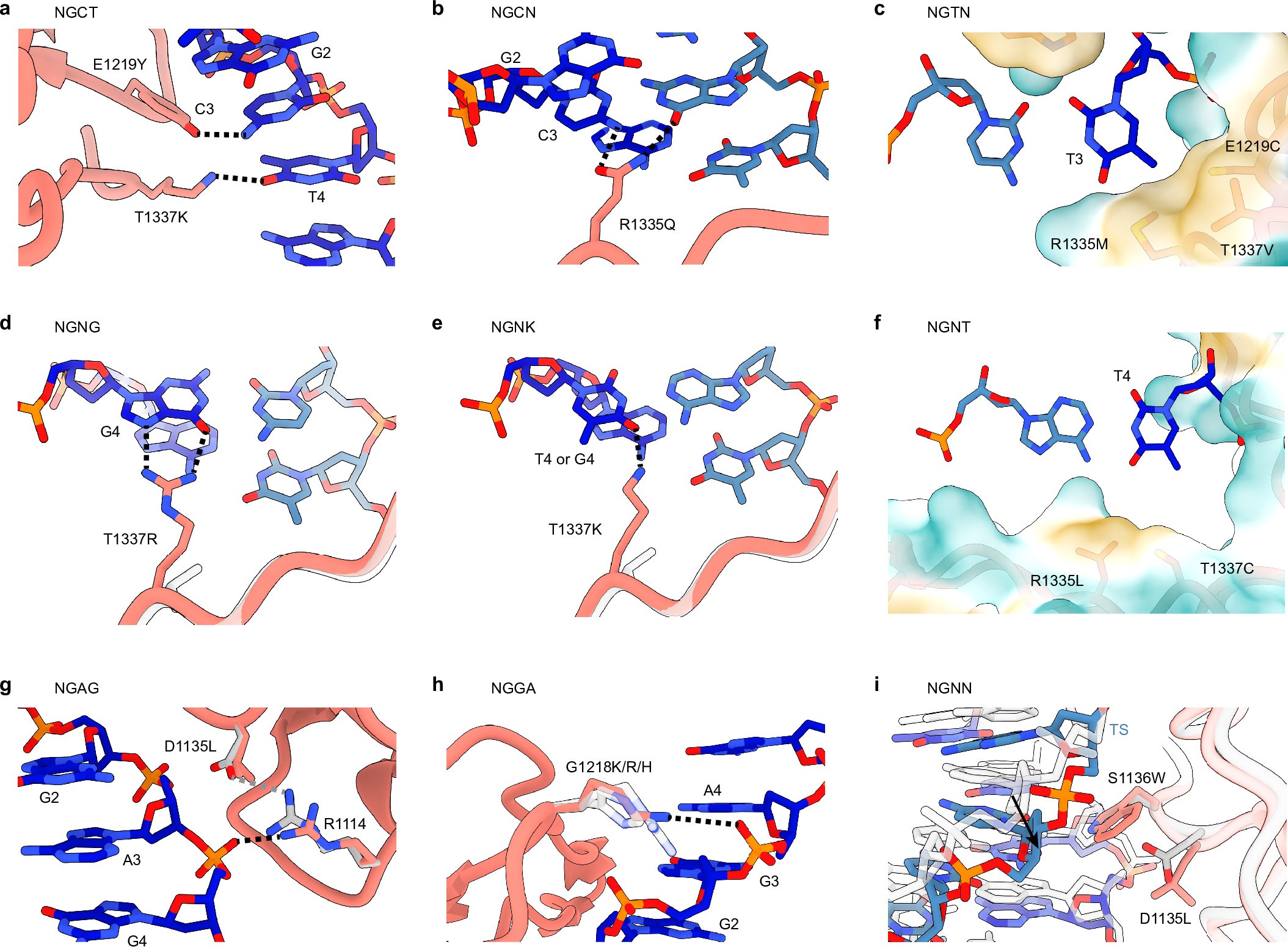 Extended Data Fig. 5: Homology models of PAMmla predicted PAM-altering mutations.