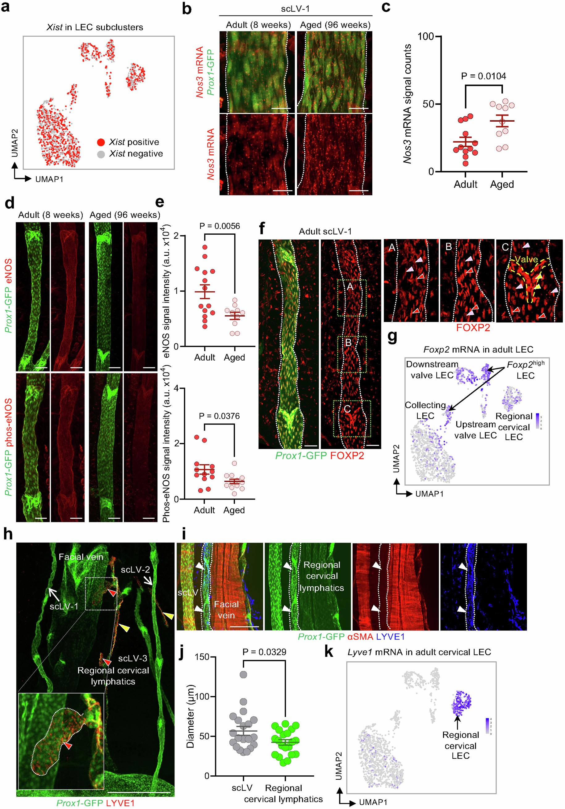 Extended Data Fig. 11: Validation of scRNA-seq data with RNA in-situ hybridization and immunohistochemical staining of LEC clusters.