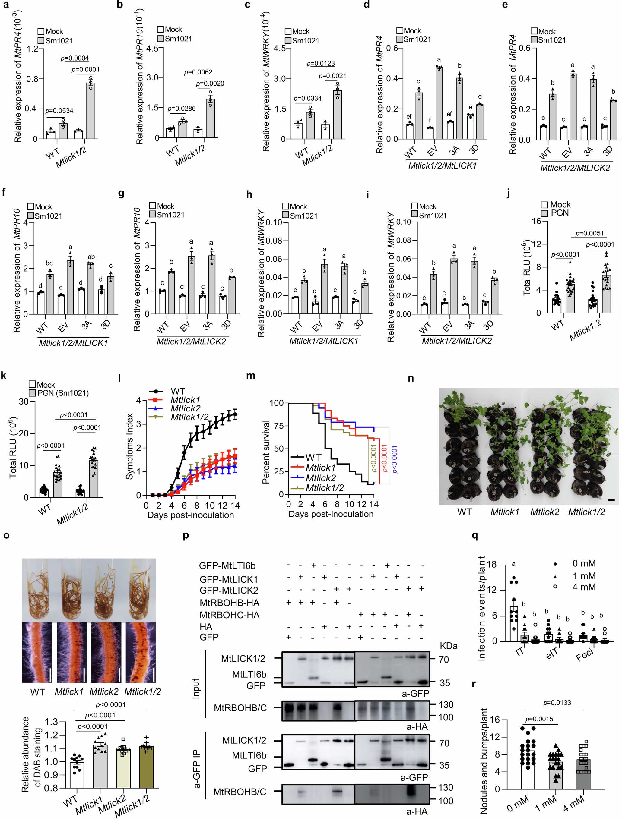 Extended Data Fig. 9: MtLICK1 interact with MtRBOHs to regulate plant immunity.