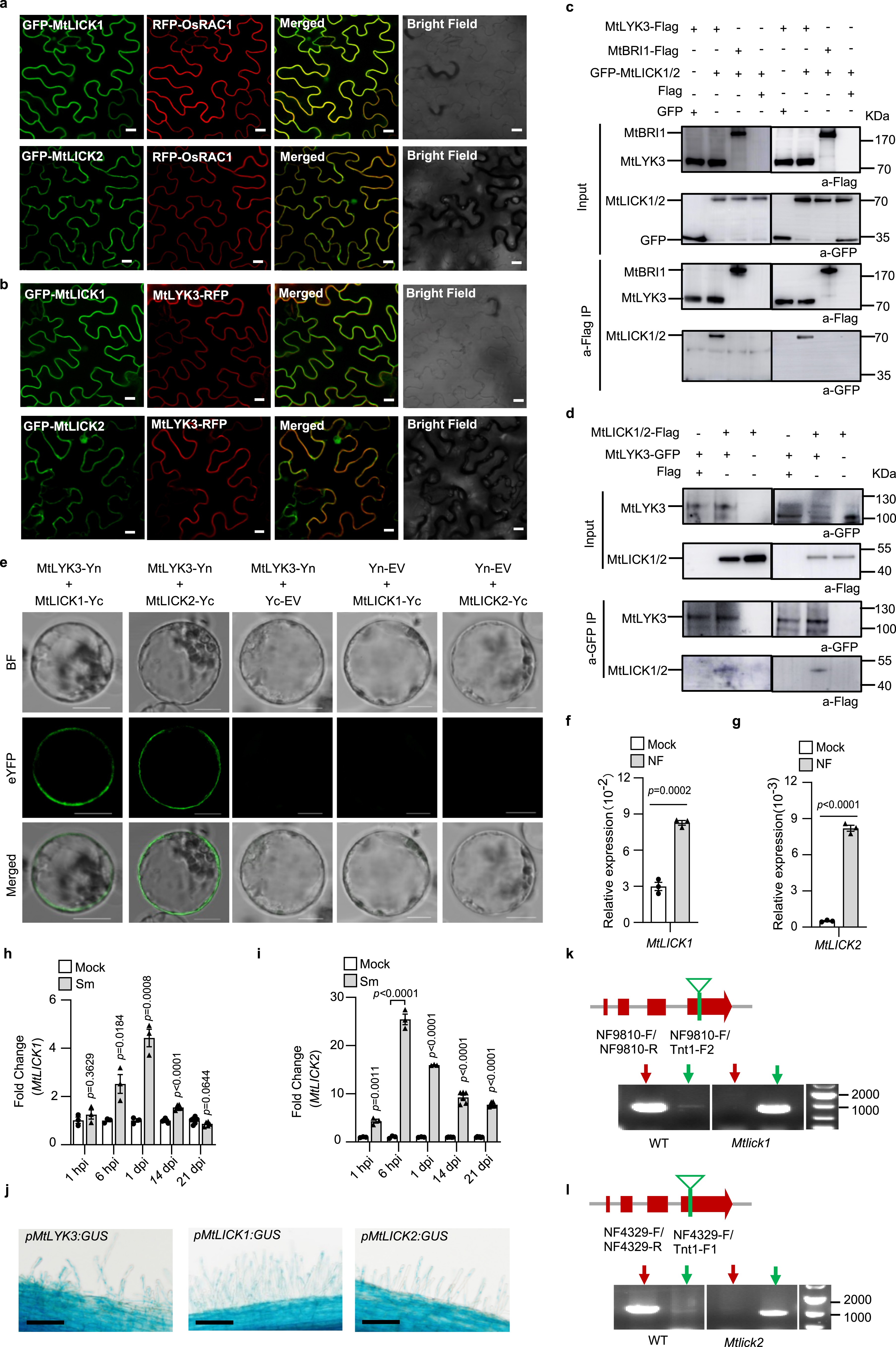 Extended Data Fig. 2: MtLYK3 interacts with MtLICK1/2 on the cell embrane.