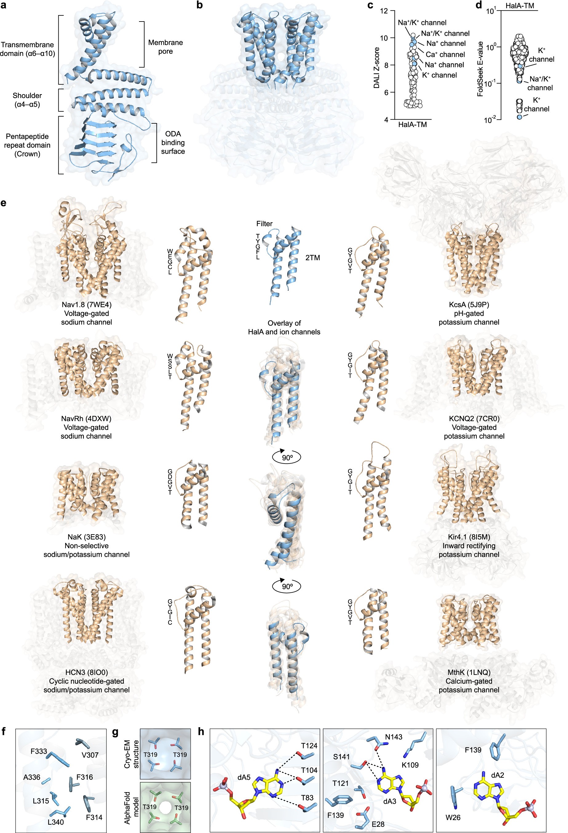 Extended Data Fig. 5: Structural analysis of HalA.