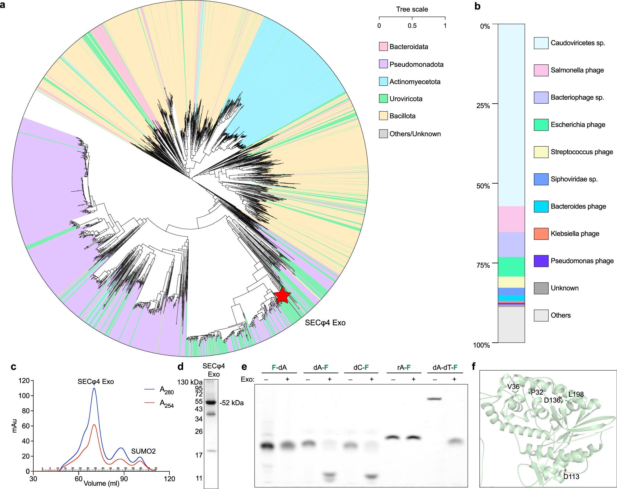 Extended Data Fig. 9: Phylogenetic and biochemical analysis of SECφ4 Exo.