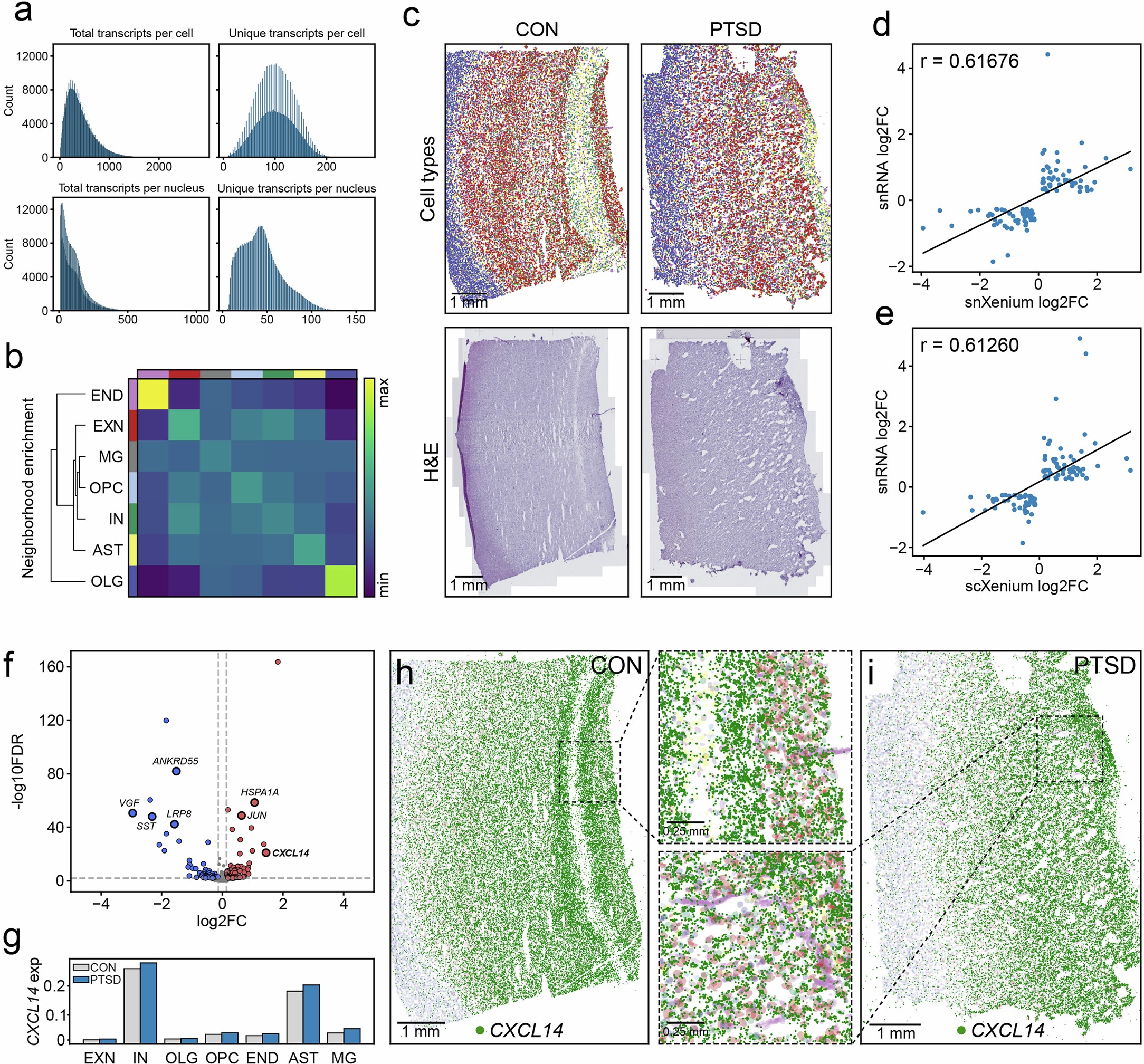 Extended Data Fig. 5: Xenium spatial transcriptomic analysis.