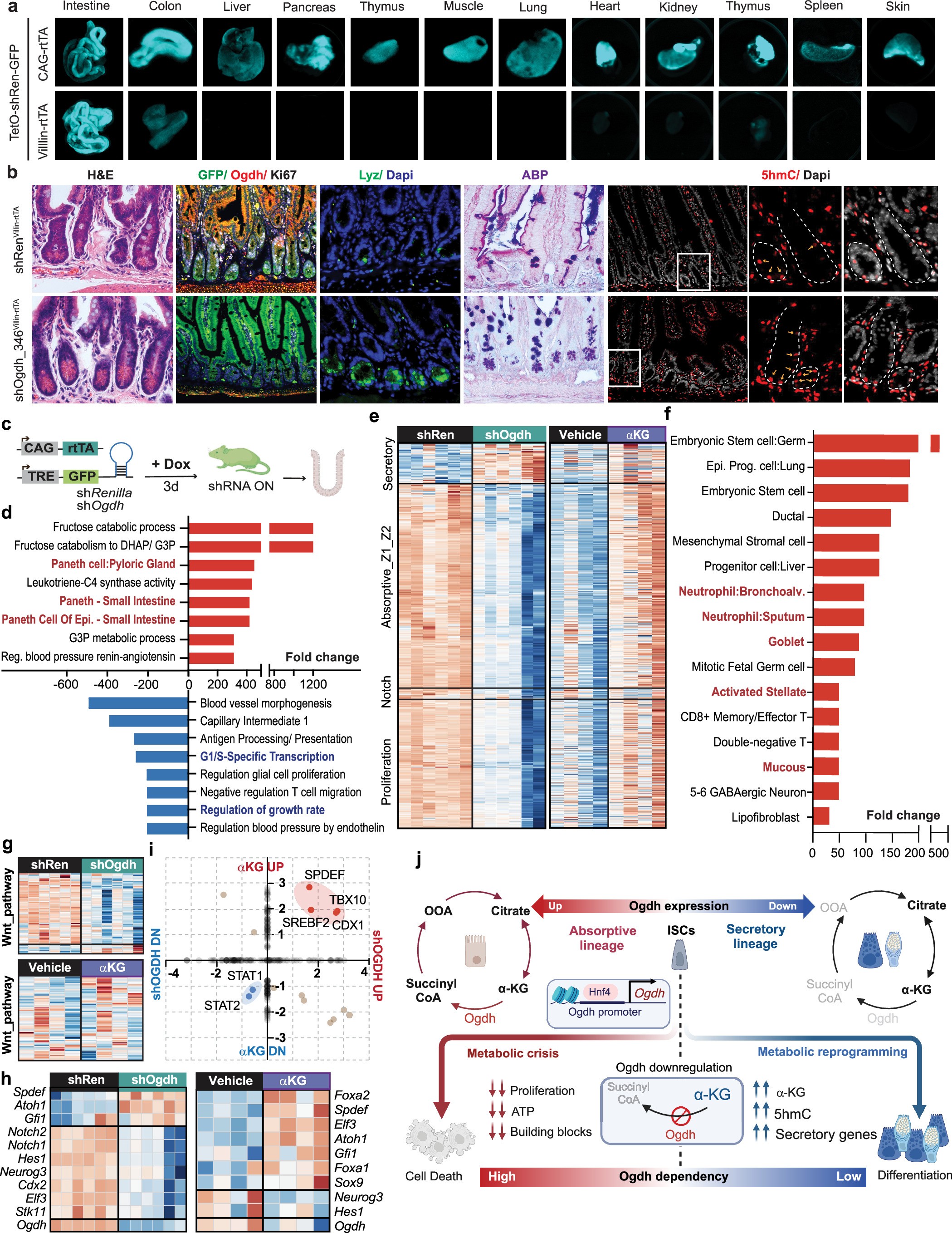 Extended Data Fig. 8: OGDH downregulation increases secretory-lineage specification in vivo.