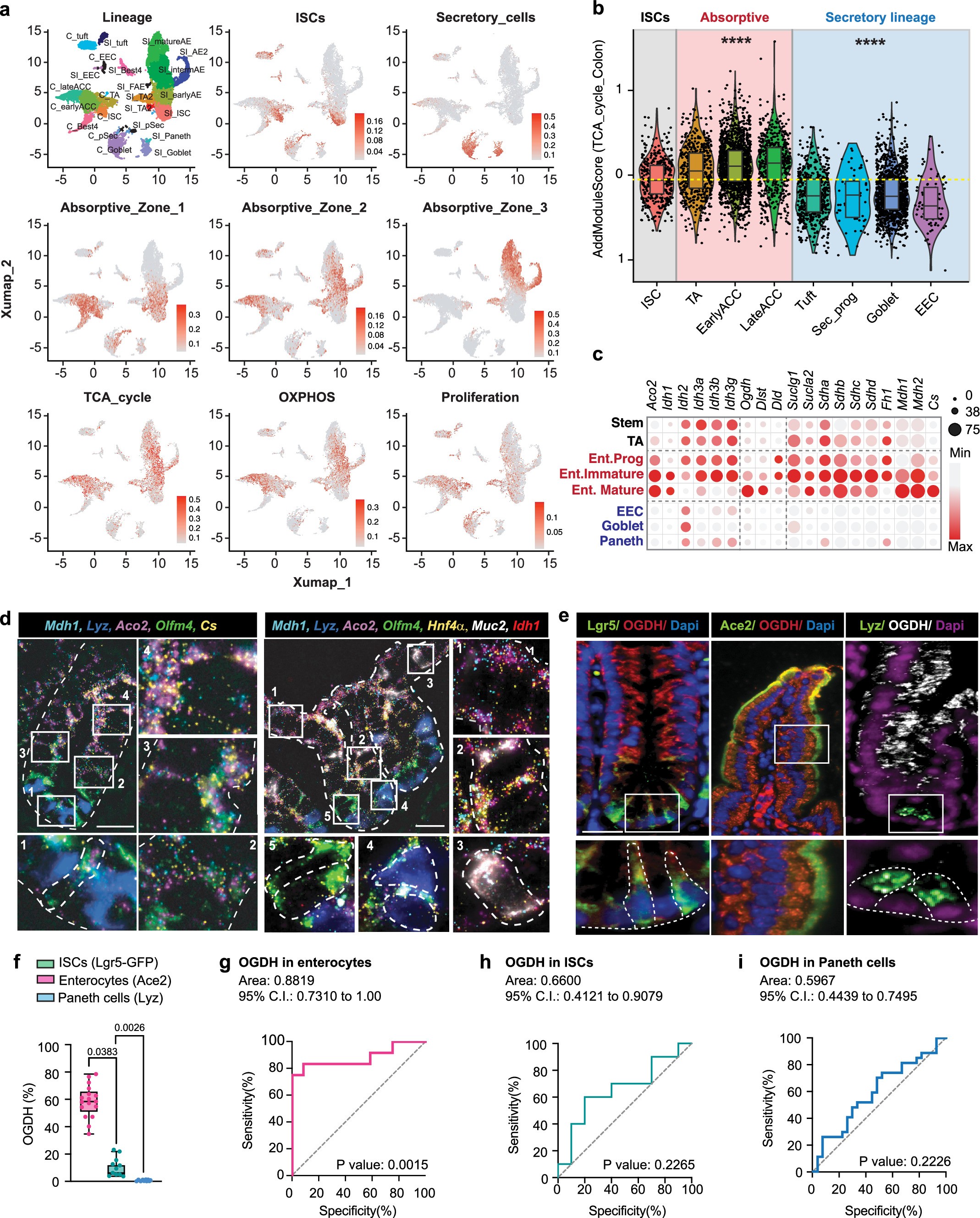Extended Data Fig. 1: Characterization of OGDH expression in the gut.