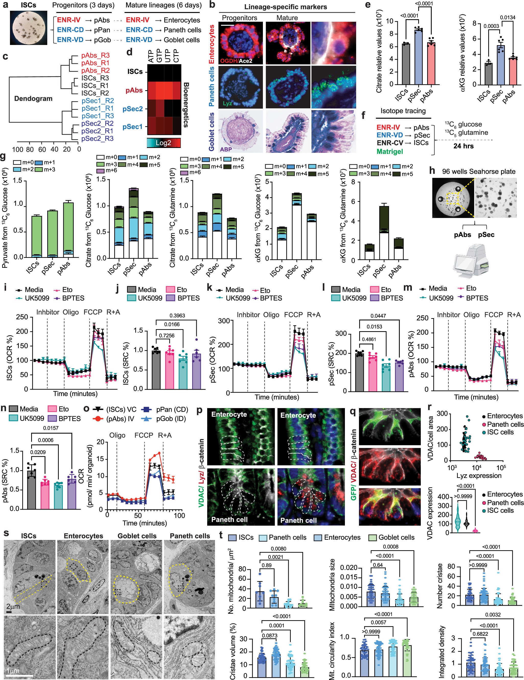 Extended Data Fig. 2: Mitochondrial activity and TCA-cycle characterization in intestinal lineages.
