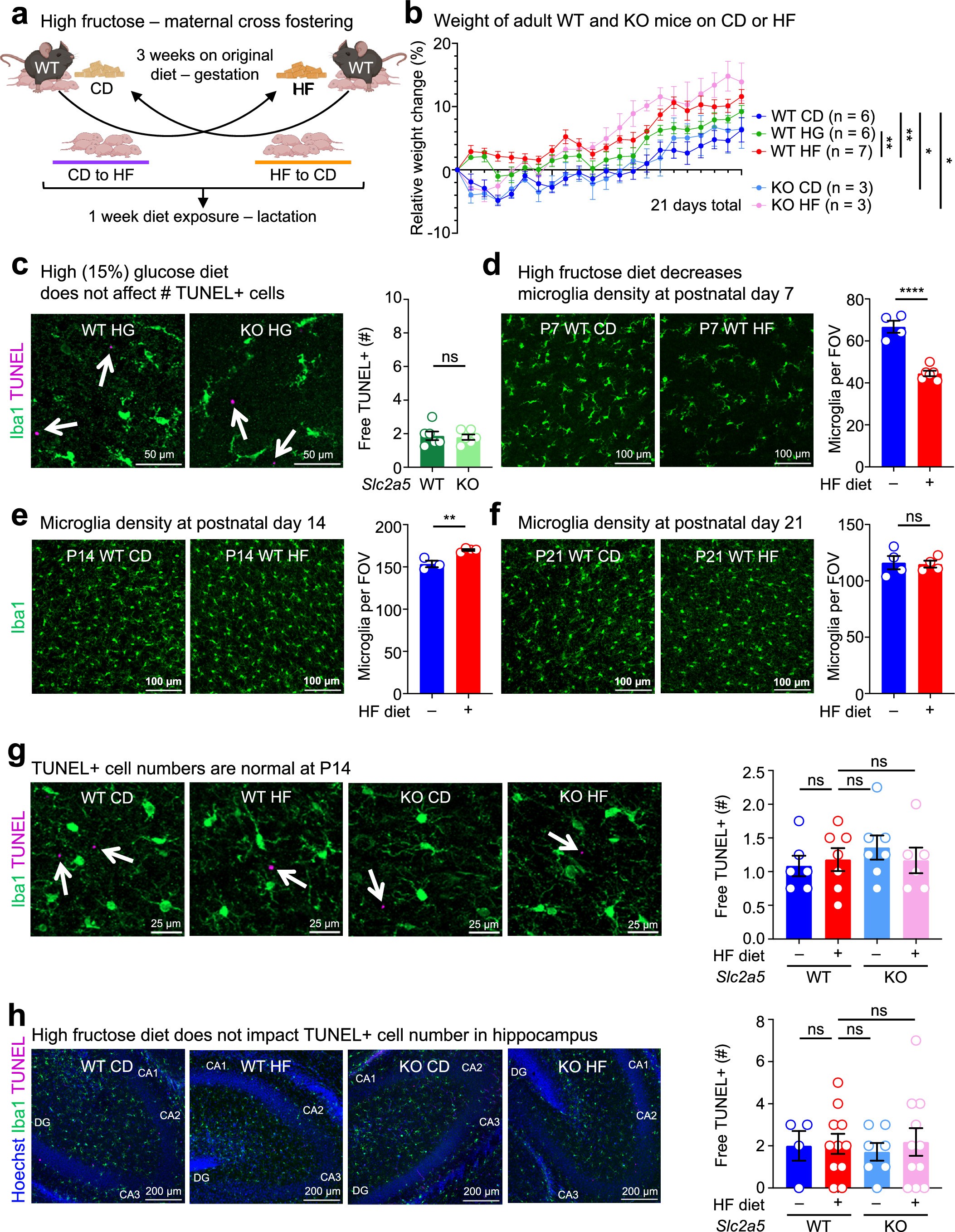Extended Data Fig. 4: Additional analyses of microglia numbers and function at different times post-birth and brain regions.