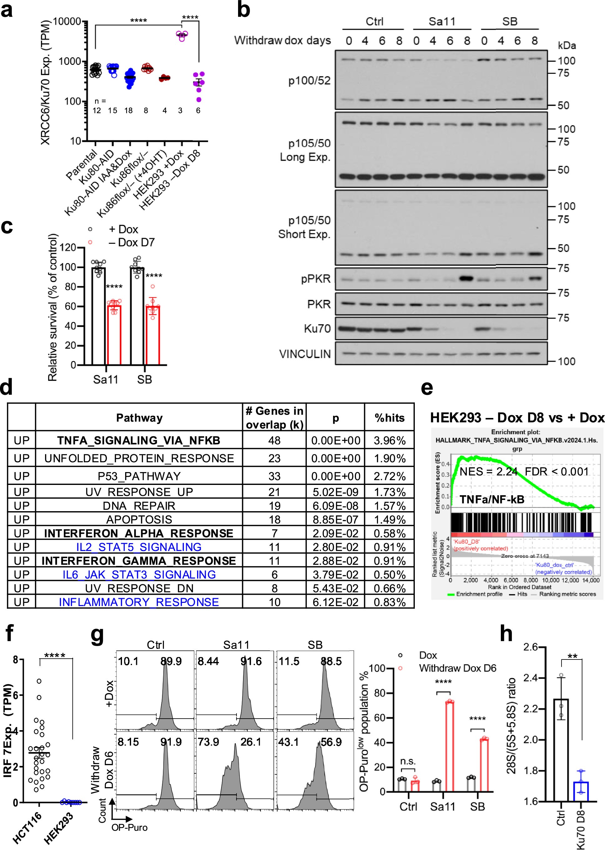 Extended Data Fig. 8: Ku deletion in HEK293 cells induces NF-kB signaling and PKR and RNaseL activation.