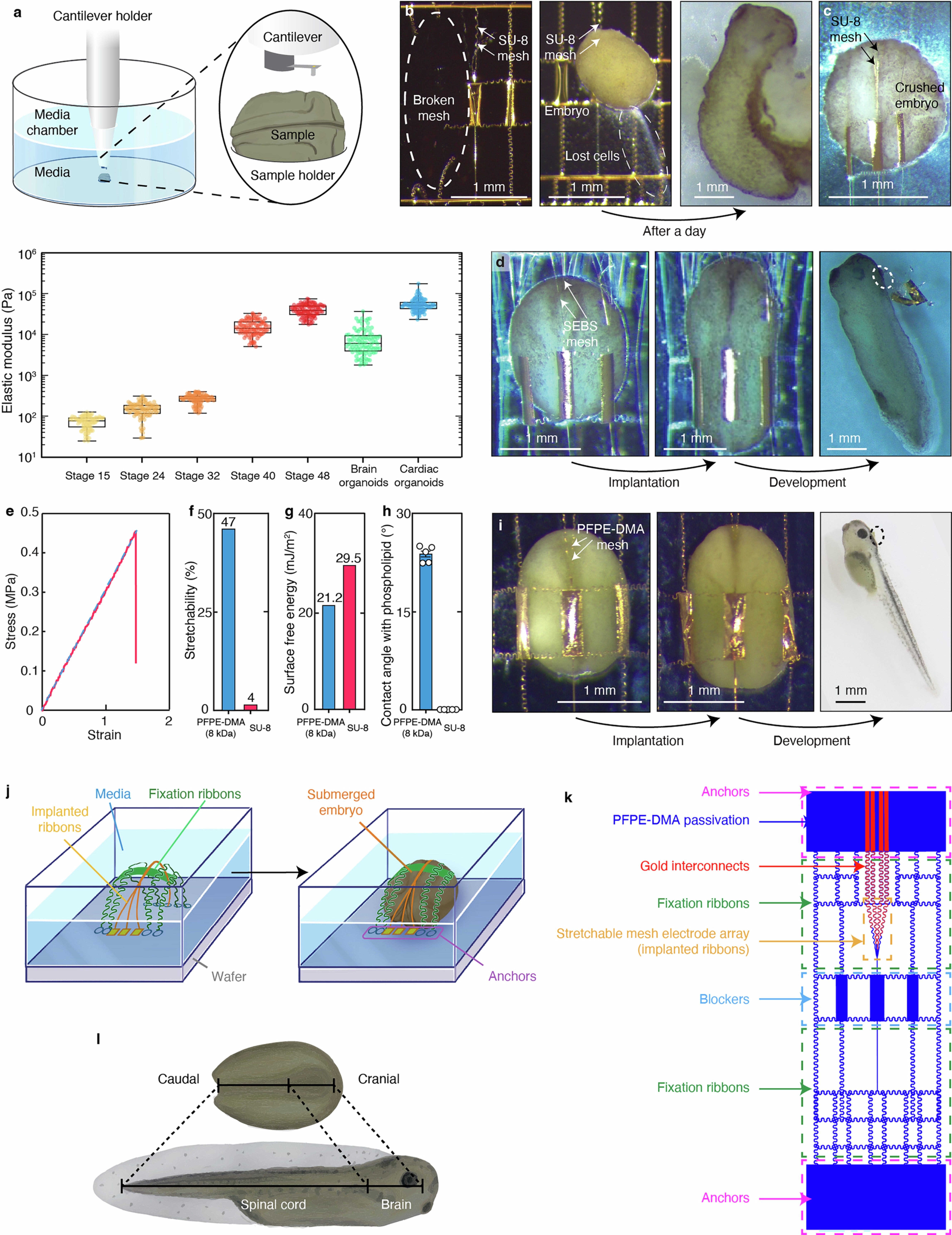 Extended Data Fig. 1: Test of implantation methods.