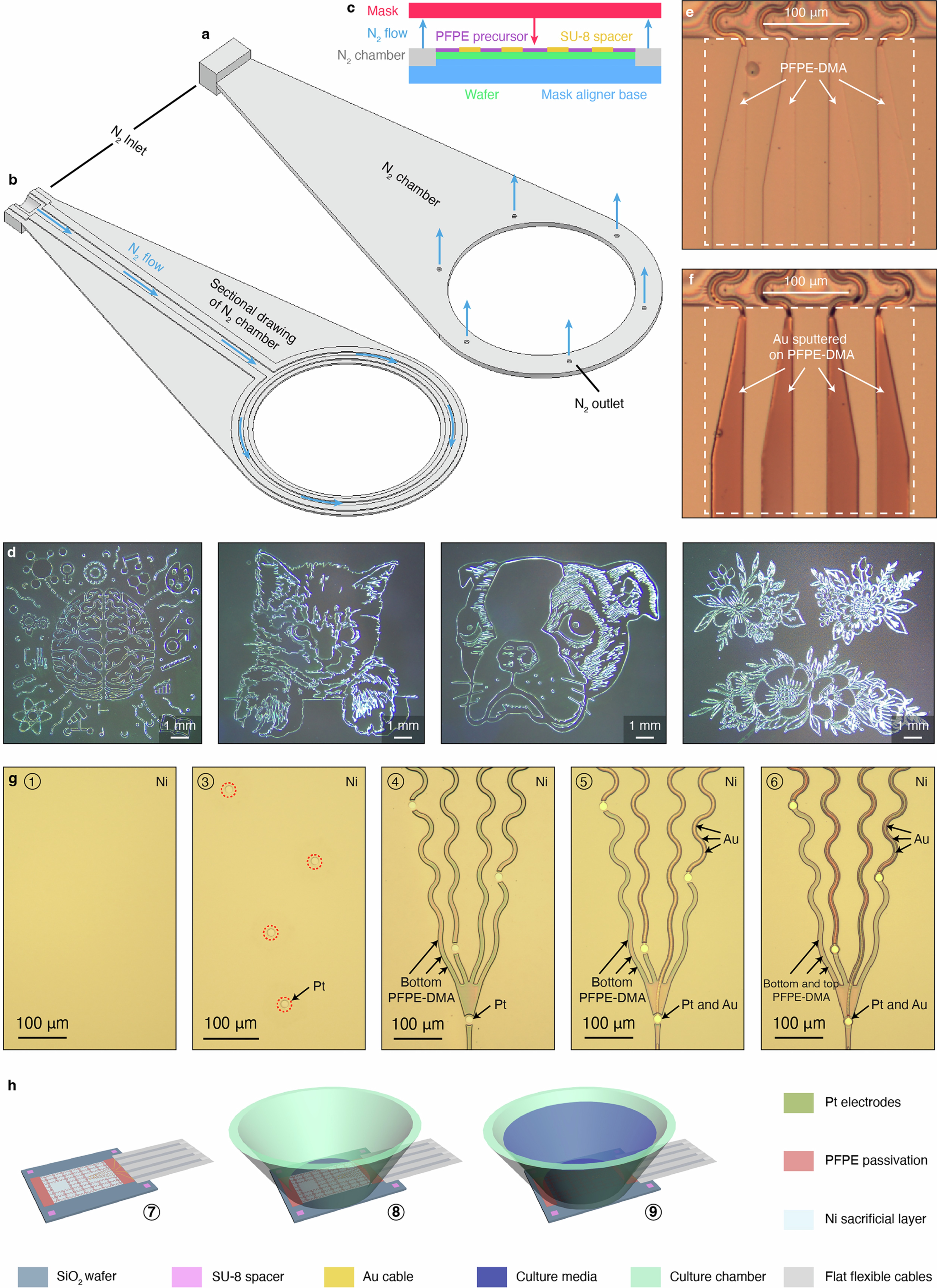 Extended Data Fig. 3: Fabrication of PFPE-DMA-encapsulated stretchable mesh electronics.