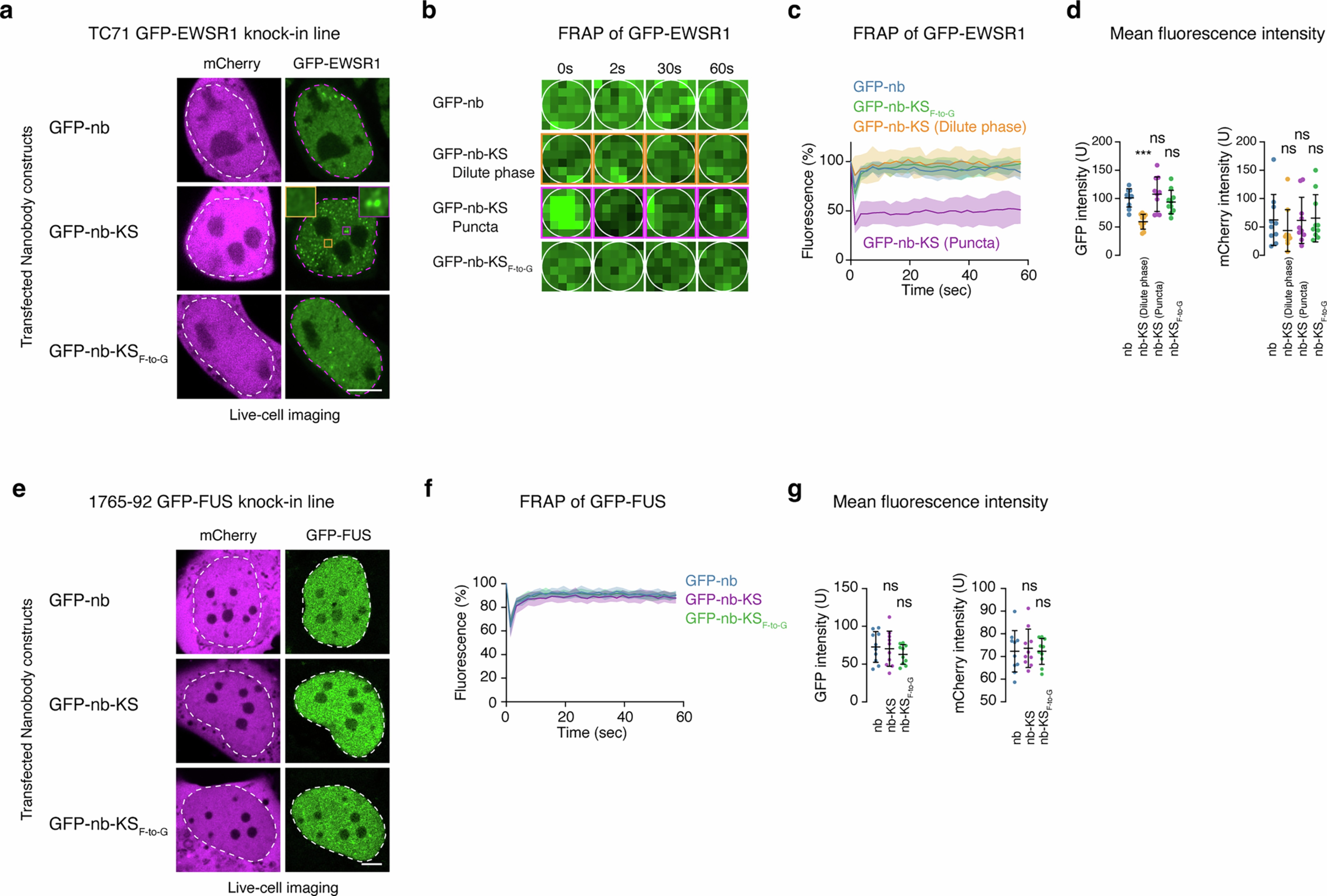 Extended Data Fig. 12: The killswitch arrests dynamics of endogenously GFP-tagged condensates, but not the dilute phase GFP signal.
