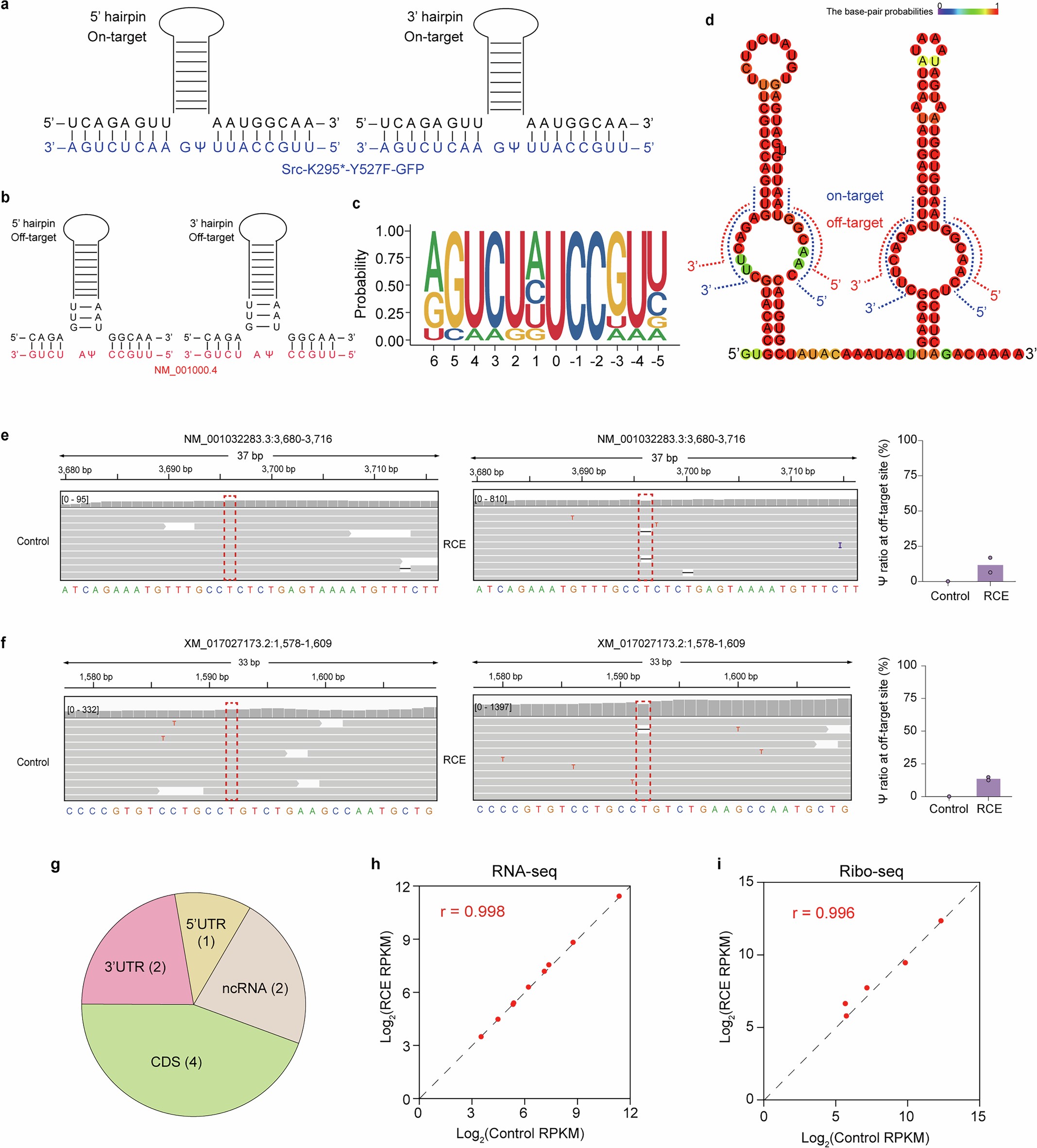 Extended Data Fig. 2: High encoding specificity of RCE strategy verified by the limited off-target Ψ edits as well as low off-target Ψ editing ratios across the transcriptome.