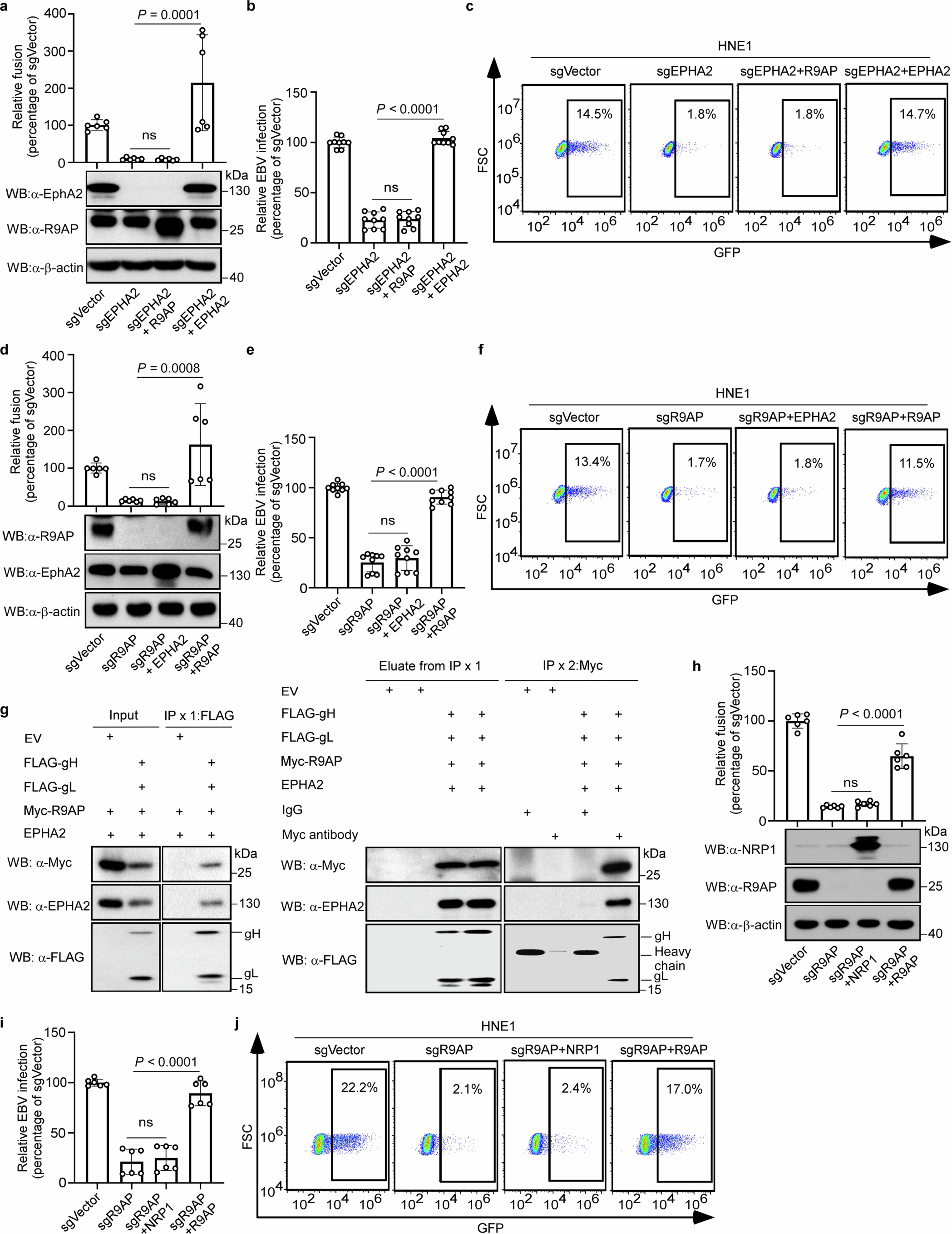 Extended Data Fig. 6: R9AP, EPHA2, and NRP1 are not redundant for EBV infection of epithelial cells.