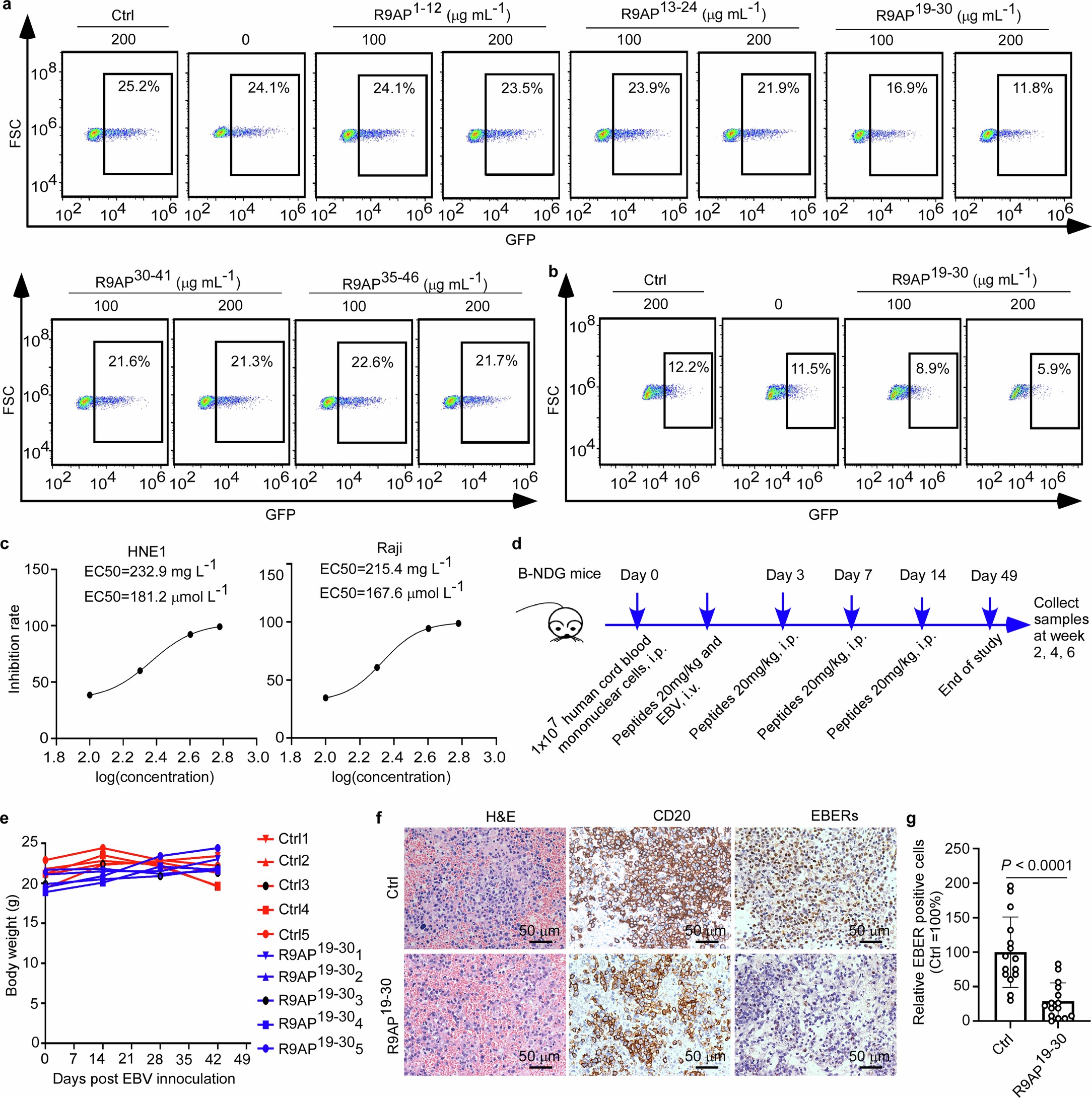 Extended Data Fig. 9: R9AP peptide inhibits EBV infection in vitro and in vivo.