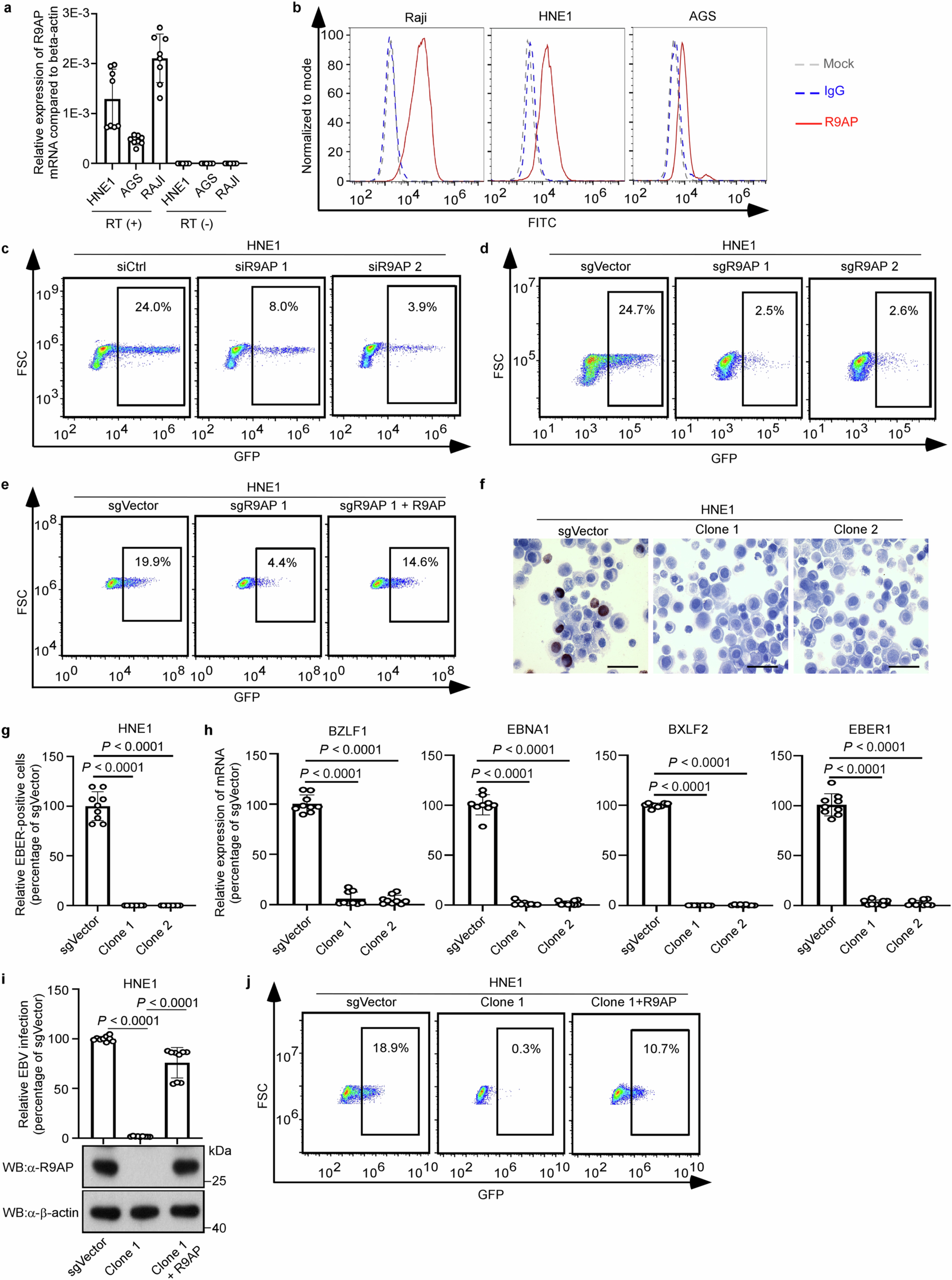 Extended Data Fig. 2: R9AP mediates EBV infection in nasopharyngeal epithelial cells.