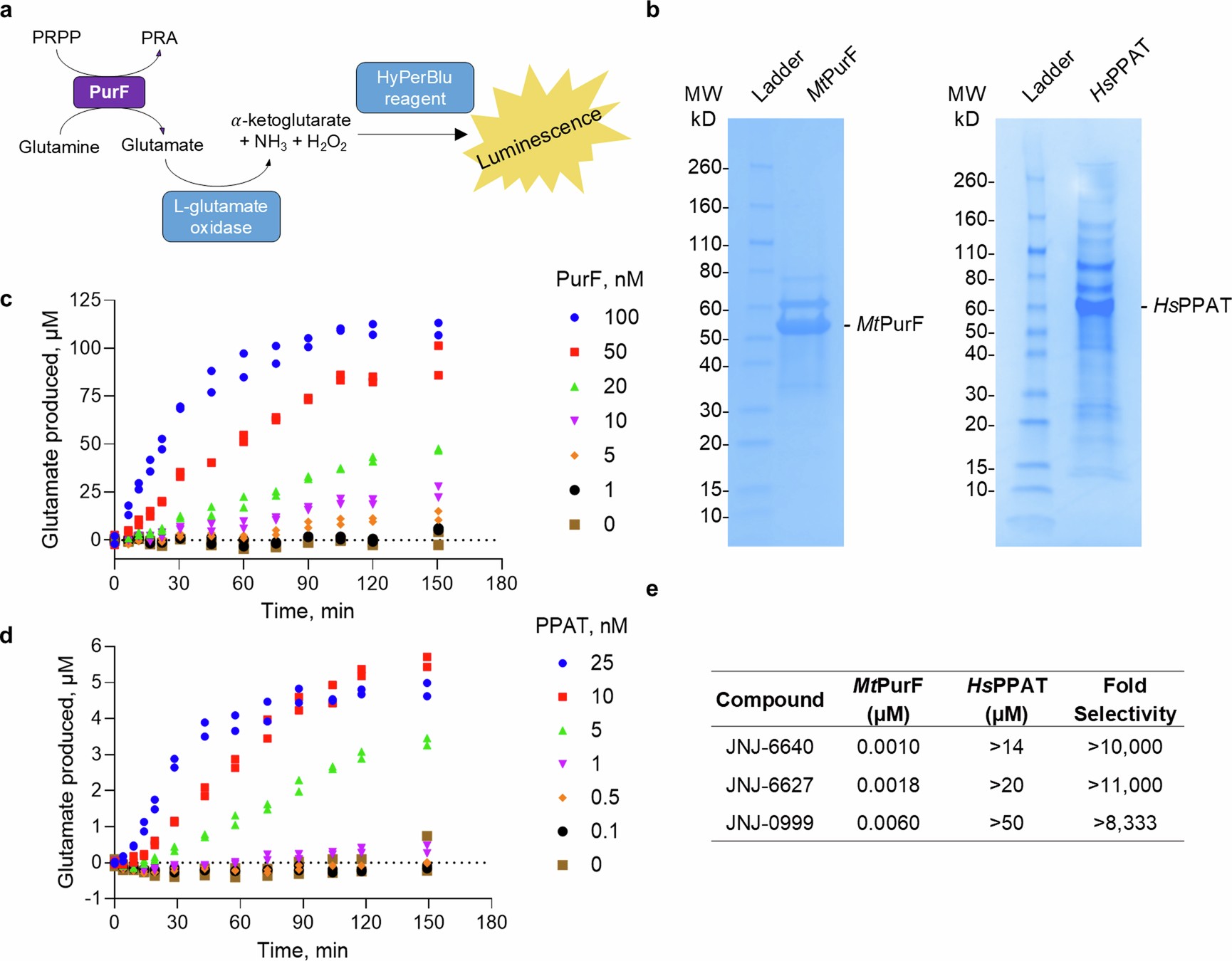 Extended Data Fig. 5: Validation of the MtPurF and HsPPAT enzymatic assays.
