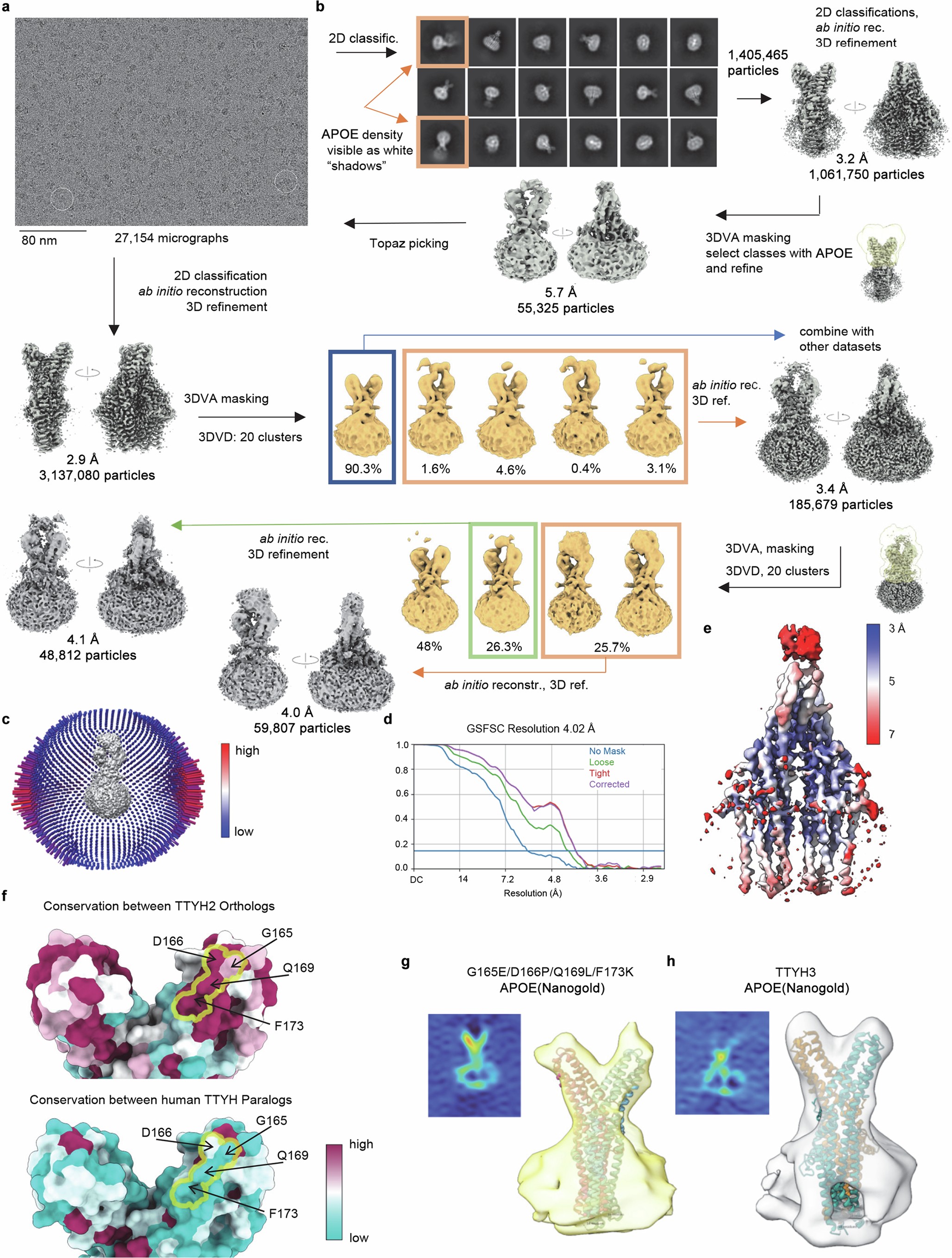 Extended Data Fig. 4: Cryo-EM data processing of TTYH2 in detergent in complex with delipidated APOE and conservation of the APOE interaction interface.