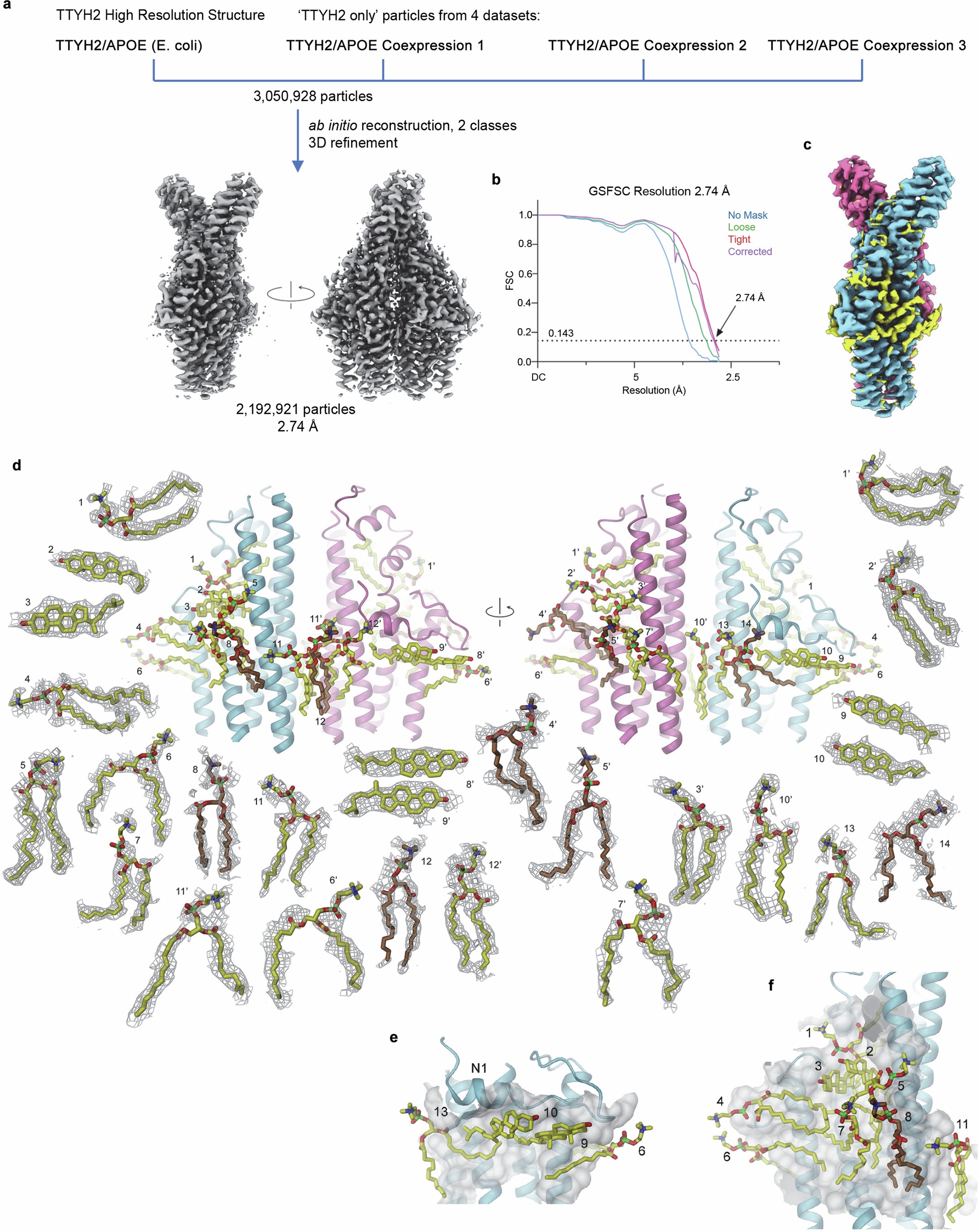 Extended Data Fig. 7: Lipid interaction in a high-resolution structure of TTYH2.