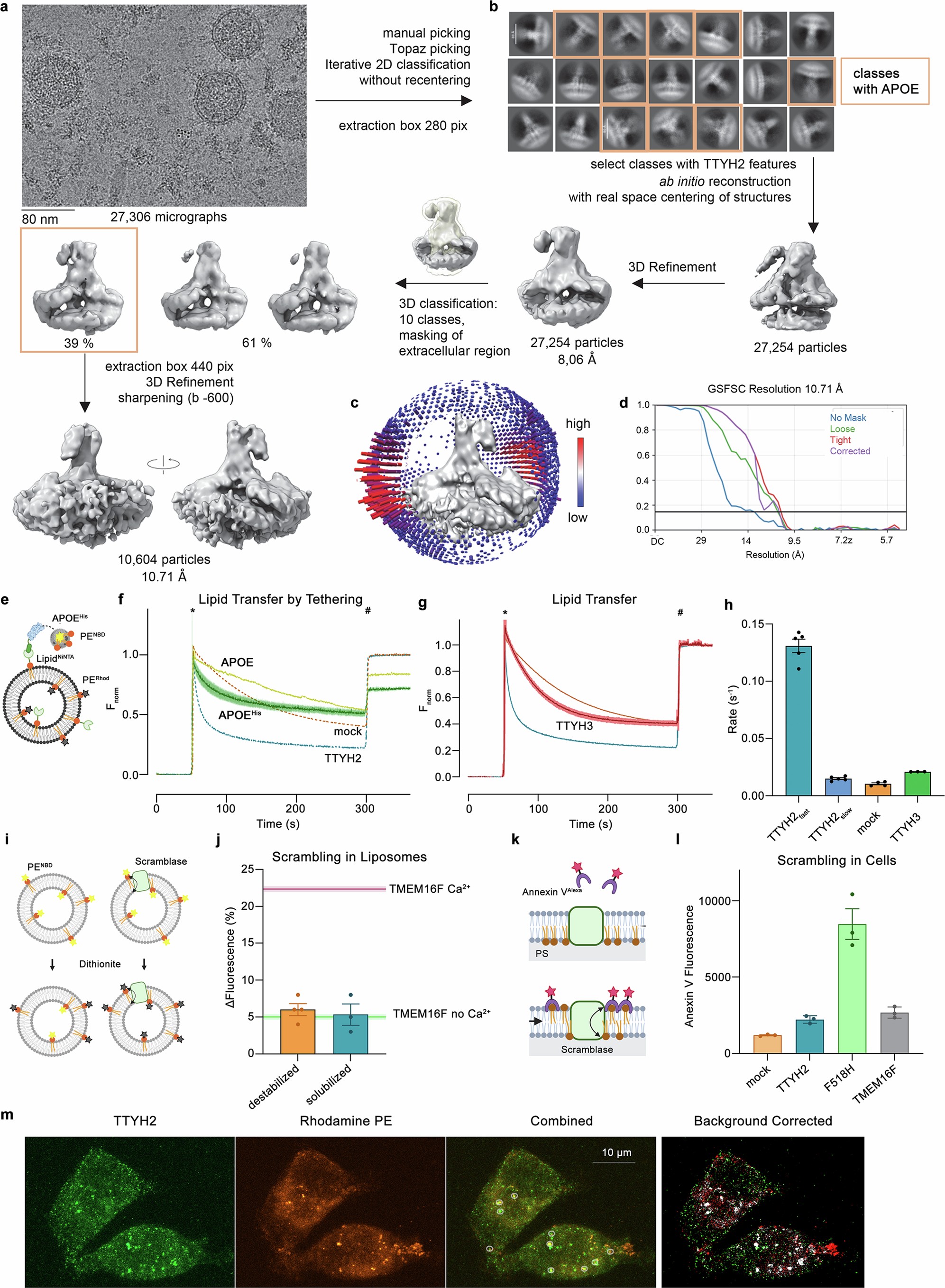 Extended Data Fig. 9: TTYH2 in complex with APOE-lipoprotein in cell-derived vesicles and functional investigations of lipid transport.