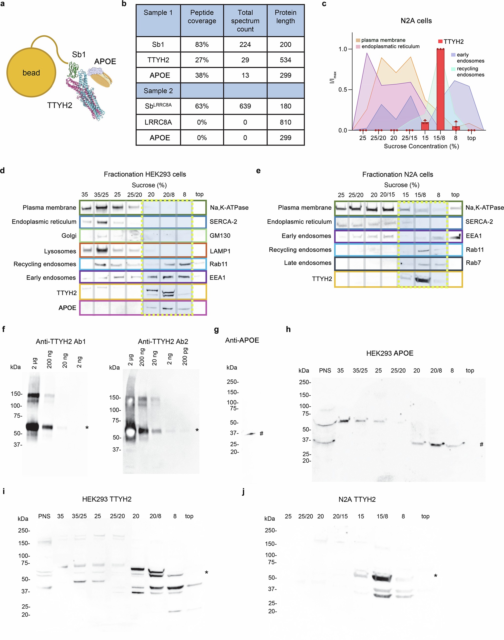 Extended Data Fig. 2: Proteomics and subcellular fractionation.