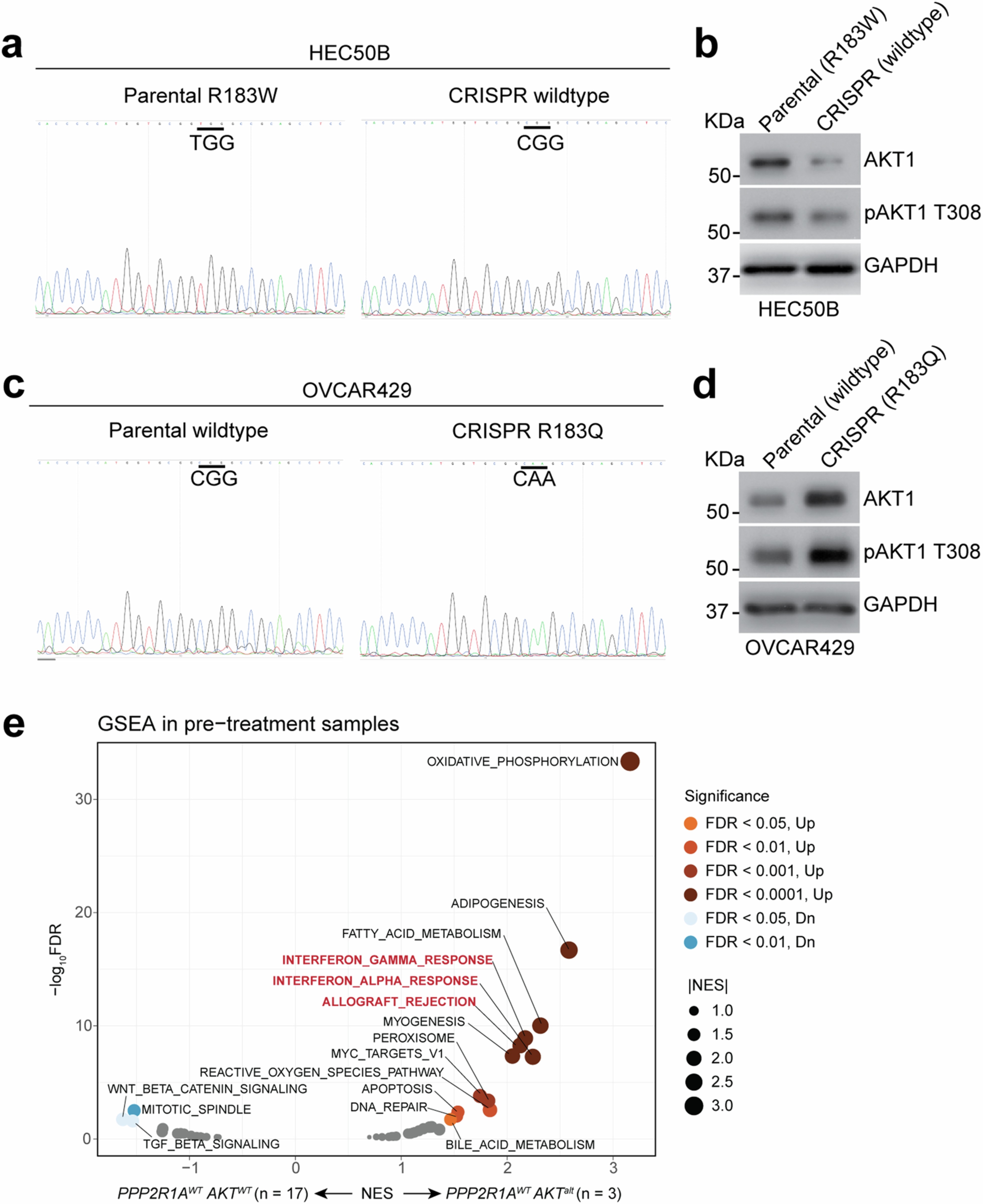Extended Data Fig. 7: PPP2R1A mutation leading to AKT activations.