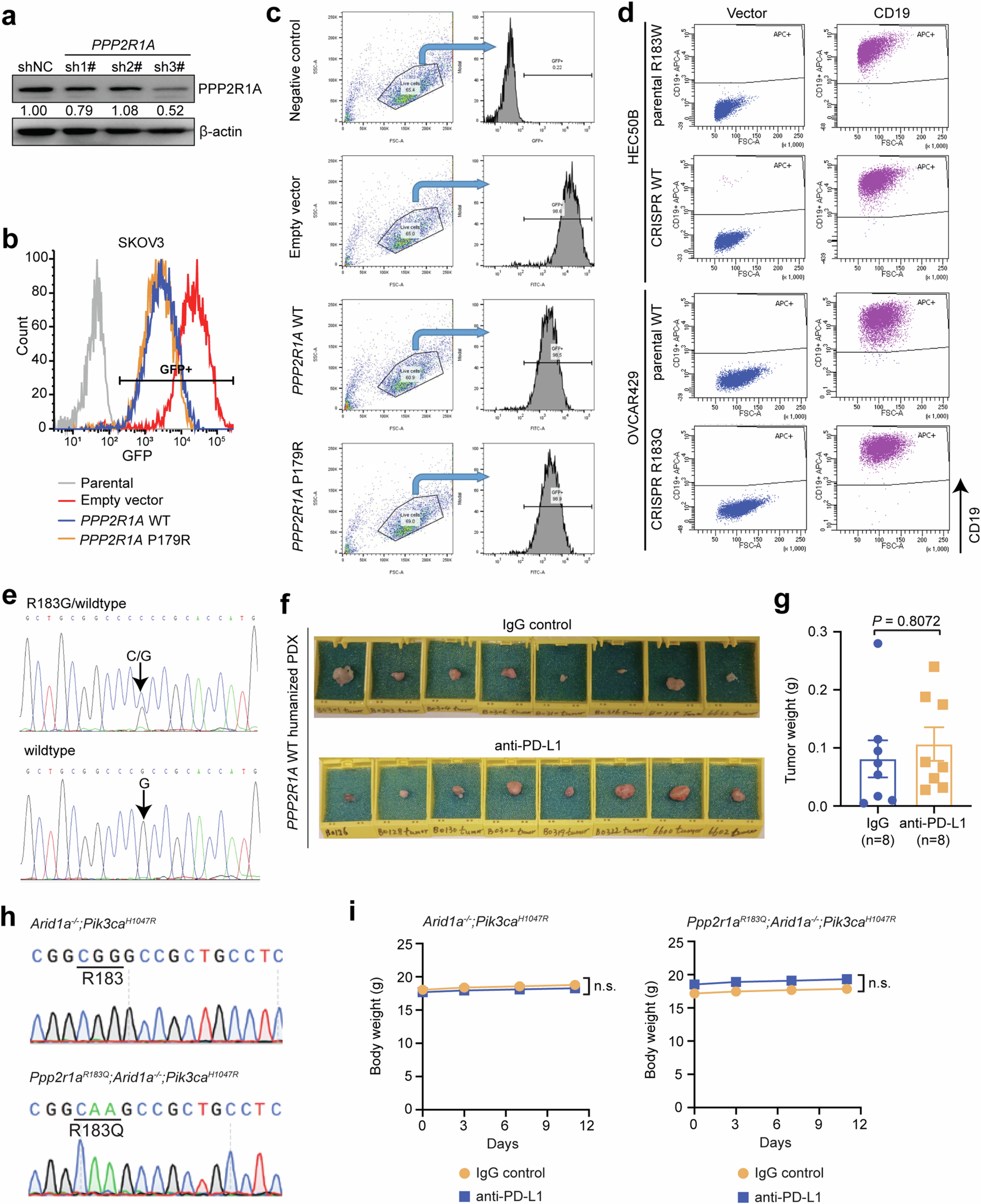 Extended Data Fig. 8: Validation of the sensitivity of PPP2R1A-mutant tumours to immunotherapies in pre-clinical models.