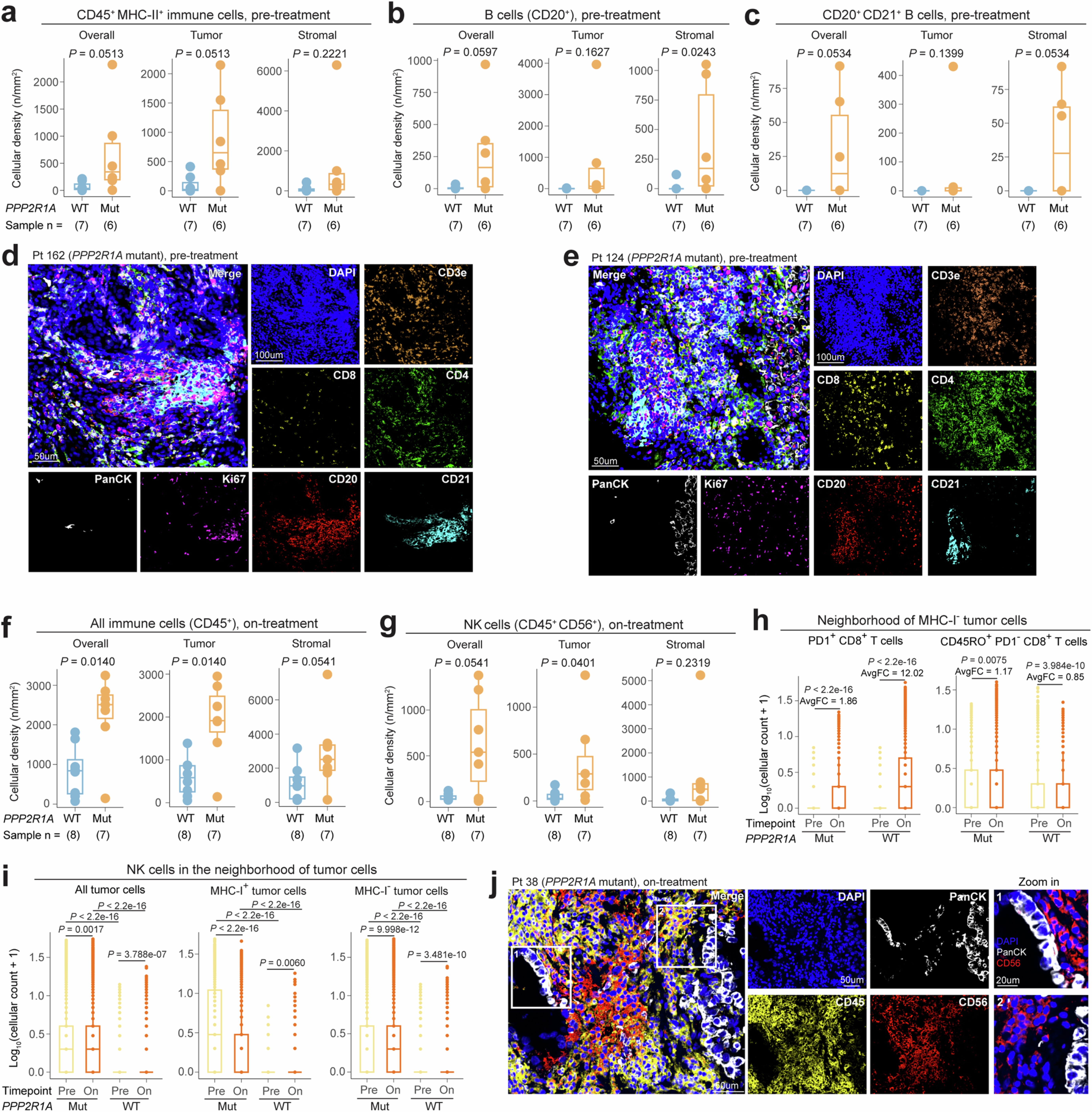 Extended Data Fig. 5: Spatially resolved immune cell landscape of OCCC with and without PPP2R1A mutations.