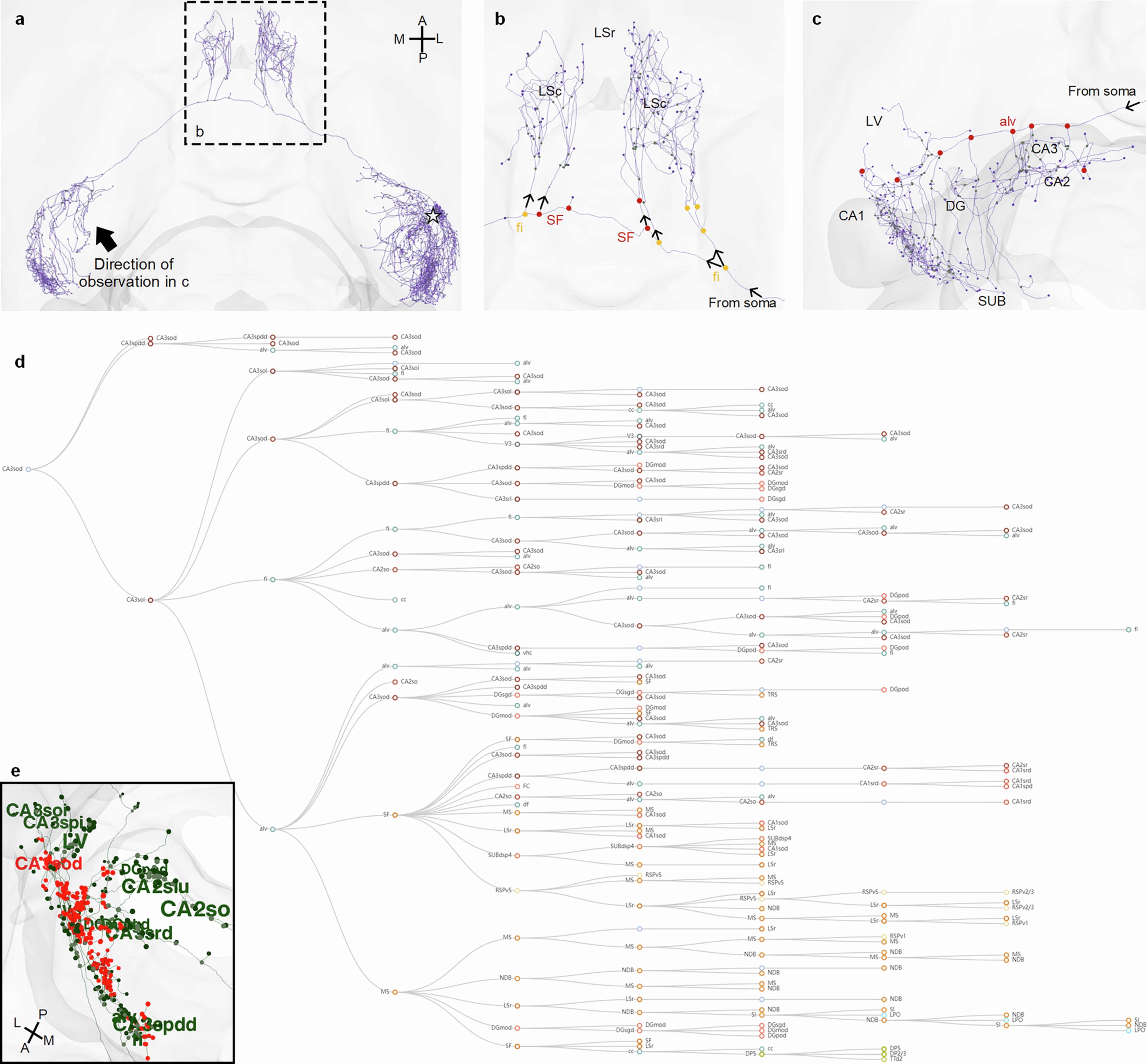 Extended Data Fig. 8: Localization of branching points and projection pattern analysis of a single neuron in STAM.