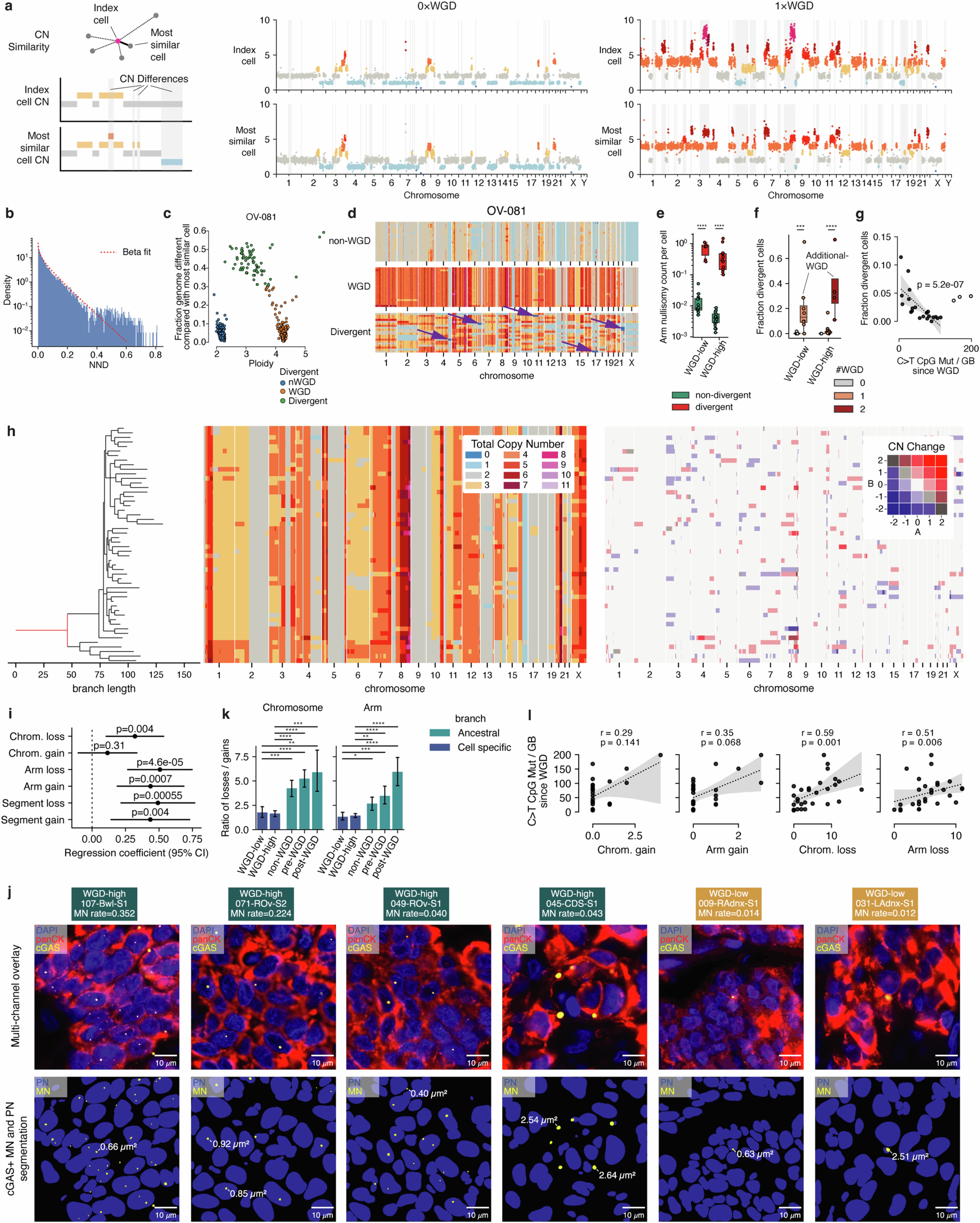 Extended Data Fig. 5: Single cell measurement of chromosomal instability.