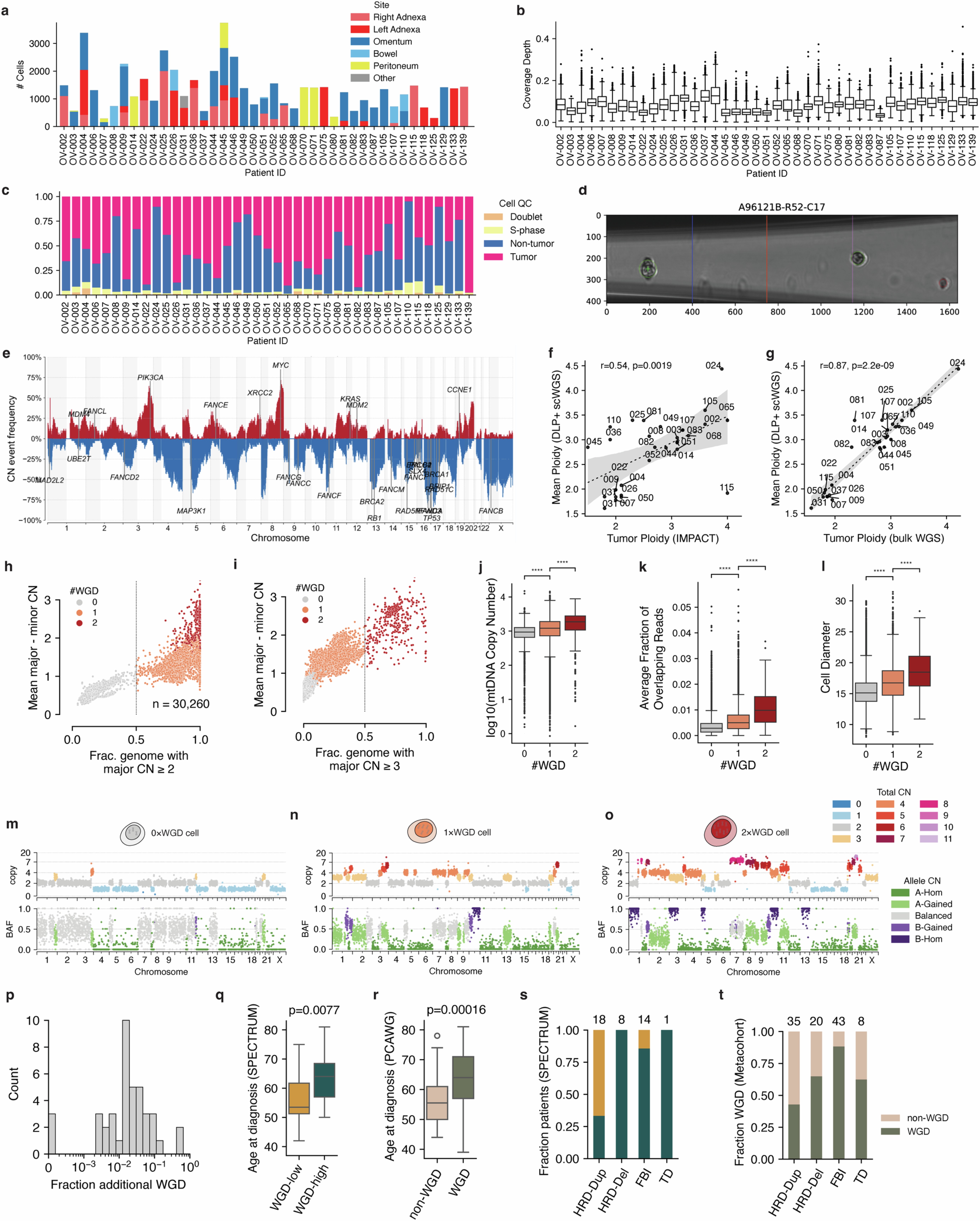 Extended Data Fig. 2: Quality control of scWGS data and WGD inference.